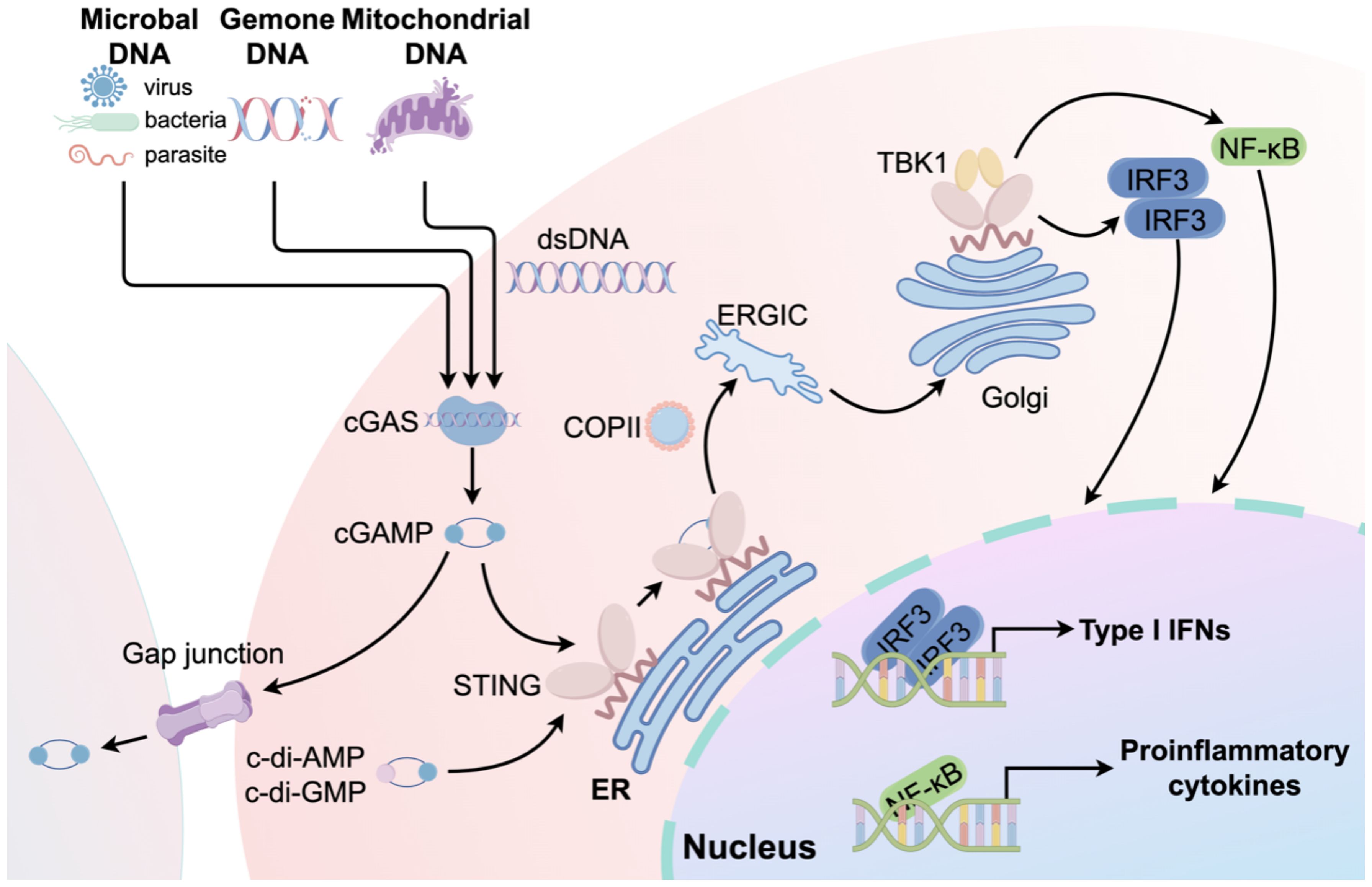 Diagram illustrating the cellular signaling pathway. Microbial, genomic, and mitochondrial DNA are detected by cGAS, producing cGAMP. cGAMP activates STING in the endoplasmic reticulum (ER). STING transfers a signal through ERGIC to the Golgi, activating TBK1. TBK1 triggers IRF3 and NF-kB, which enter the nucleus, resulting in the production of Type I interferons and proinflammatory cytokines. Gap junctions show the transfer of c-di-AMP and c-di-GMP.