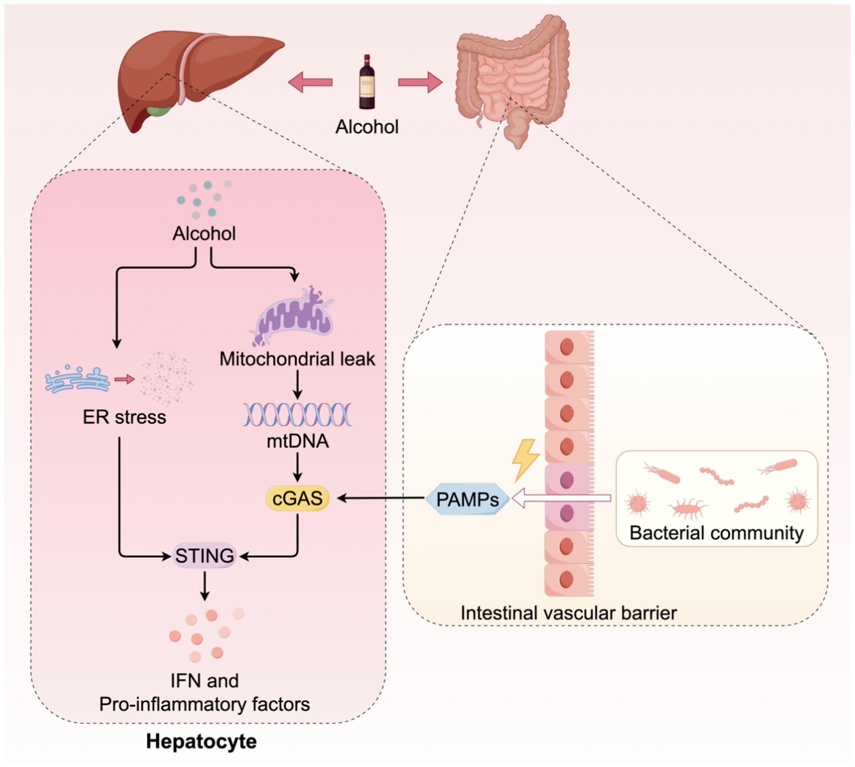 Diagram illustrating alcohol's impact on liver cells and intestinal barrier. Alcohol induces ER stress and mitochondrial leak in hepatocytes, releasing mtDNA. This activates cGAS and STING, leading to IFN and pro-inflammatory factors. Simultaneously, bacterial products (PAMPs) from the intestinal community cross the vascular barrier, influencing the liver's response.