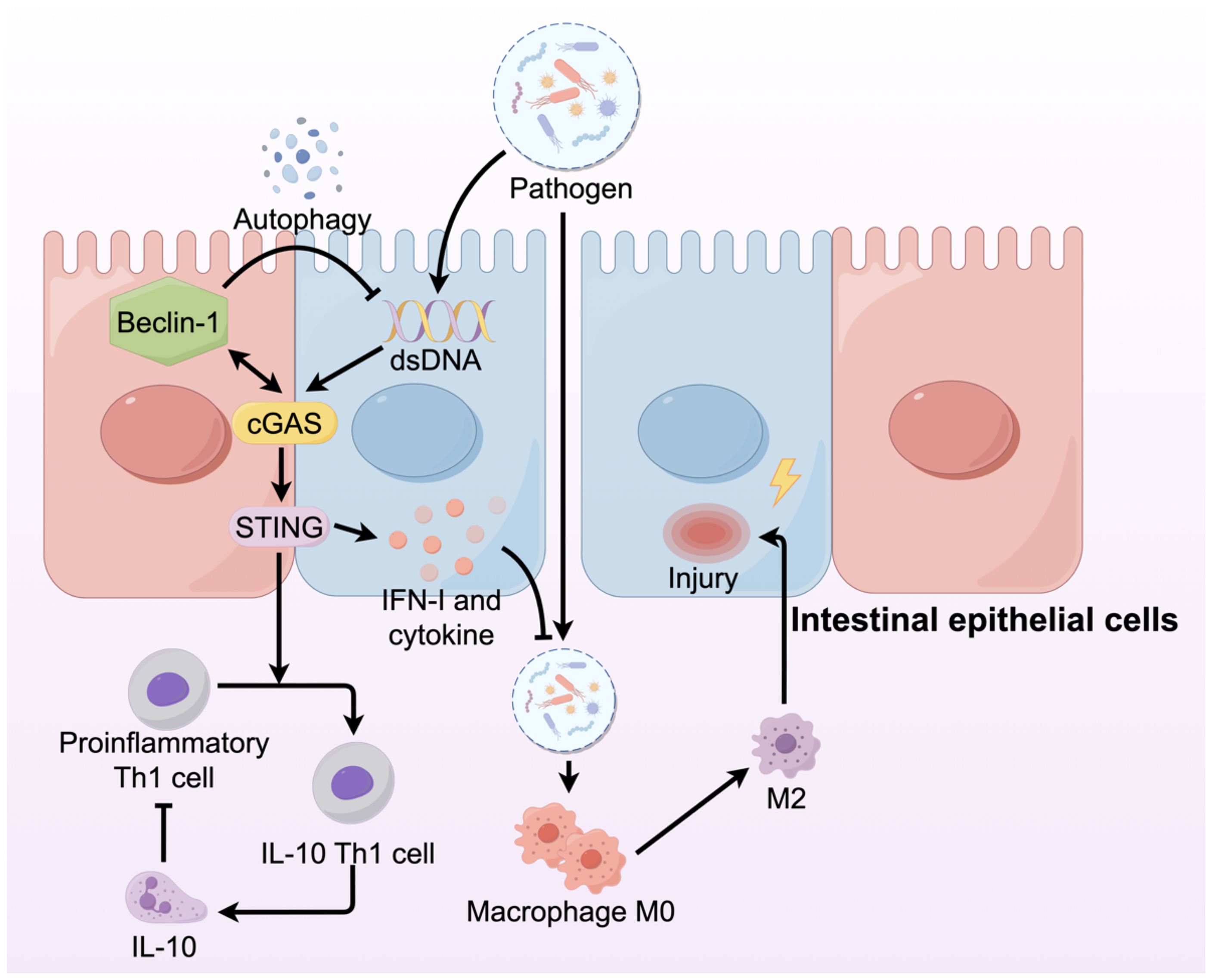 Diagram illustrating cellular response in intestinal epithelial cells. Pathogen intrusion leads to dsDNA detection, activating cGAS and STING pathways. This triggers autophagy and cytokine release, resulting in immune responses like proinflammatory Th1 cell development and macrophage differentiation into M2 macrophages. Injury is depicted in one cell, indicating cellular stress response.