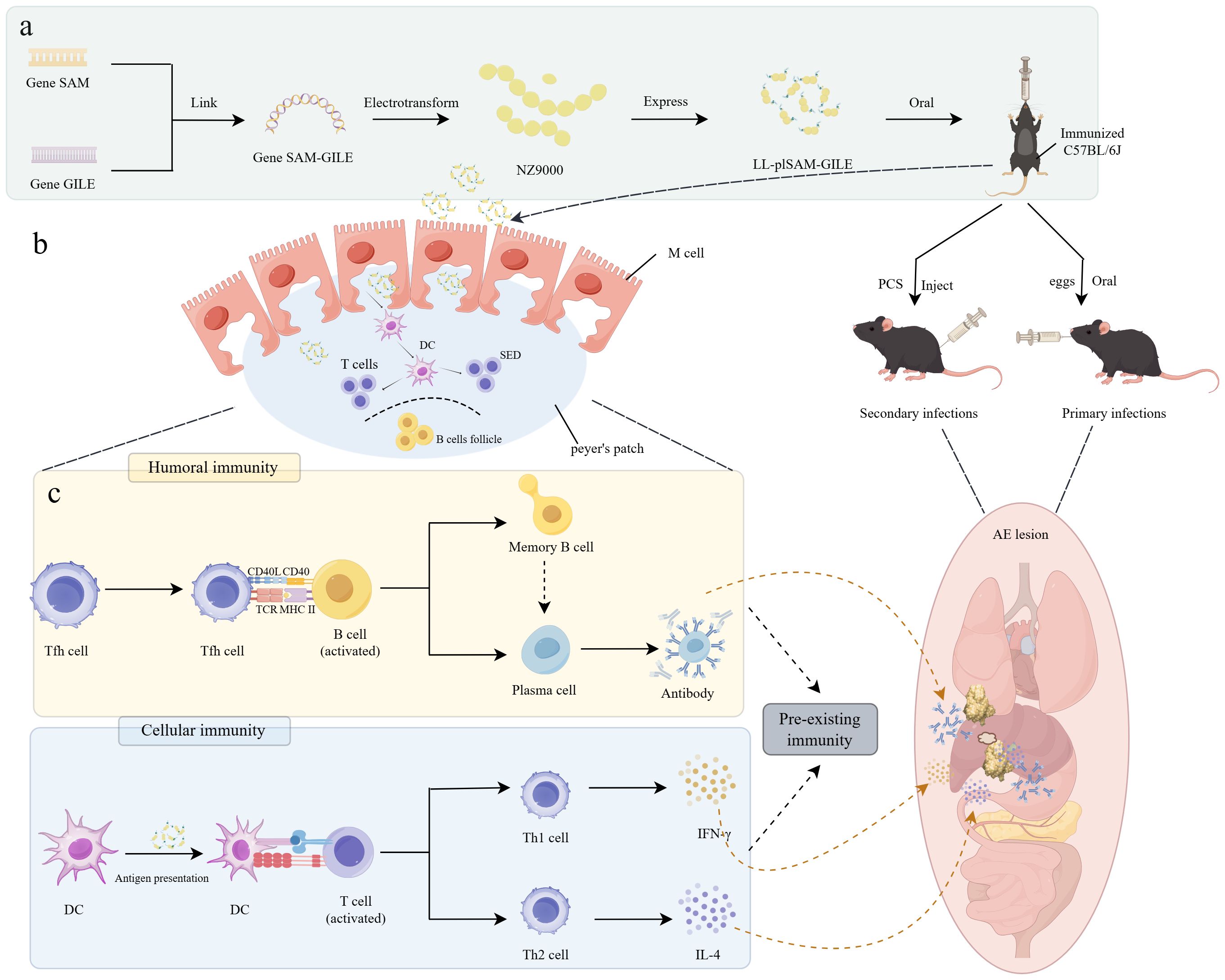 Diagram illustrating a proposed immunization process using a gene-linked electrotransform technique. Panel a shows DNA constructs linked and introduced into NZ9000 cells, followed by oral administration in mice. Panel b depicts immune system entry via M cells and interactions with T and B cells. Panel c differentiates between humoral and cellular immunity, explaining Tfh cell interaction with B cells leading to antibodies, and DC-mediated T cell activation triggering Th2, Th1 responses. The process aims to provide pre-existing immunity against a specified AE lesion, shown affecting multiple organs in the body.