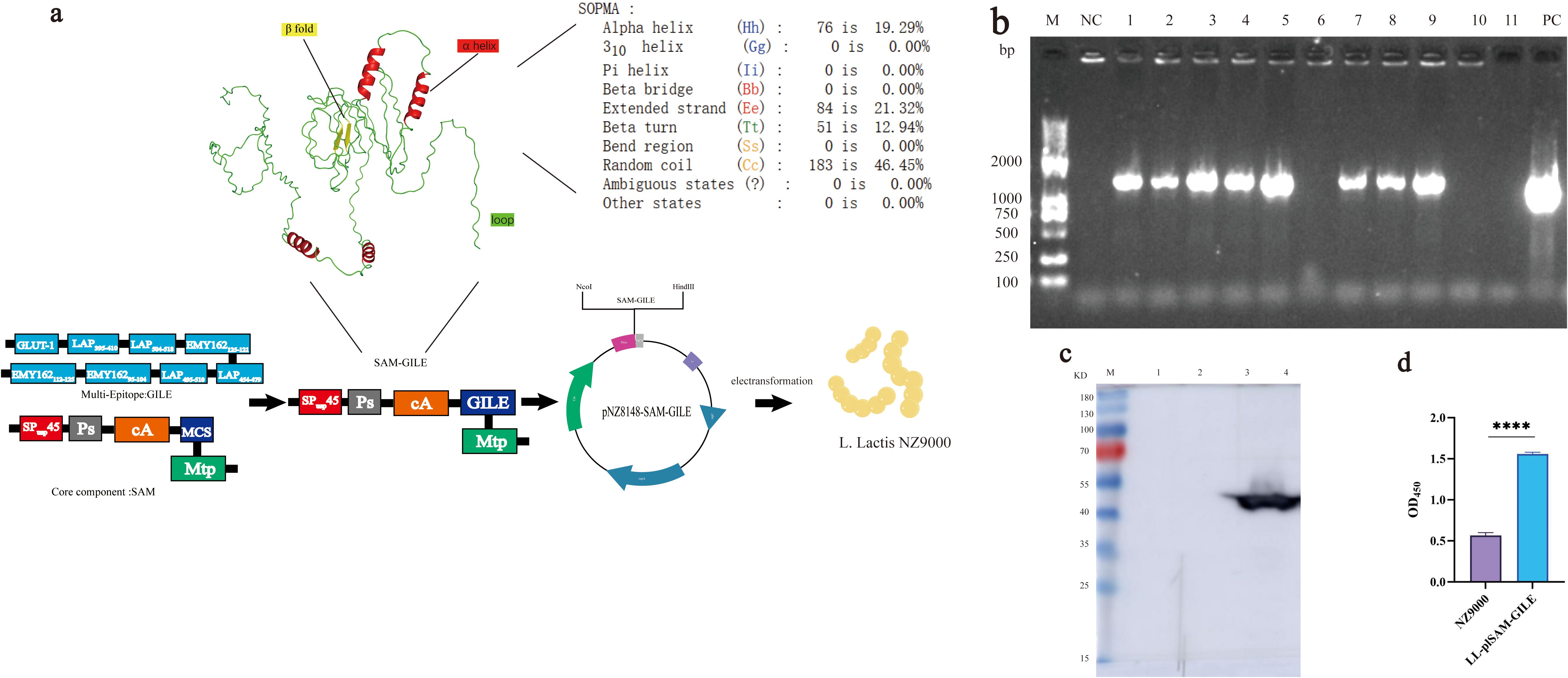 Diagram showing the design and analysis of a protein construct. Panel (a) illustrates the protein structure with elements like alpha helices and beta folds, alongside a schematic for cloning and expression in L. lactis NZ9000. Panel (b) displays an electrophoresis gel with DNA bands from different samples and a molecular weight ladder. Panel (c) shows a western blot with protein bands. Panel (d) features a bar graph comparing optical densities (OD450) of two samples, indicating significant difference marked by asterisks.