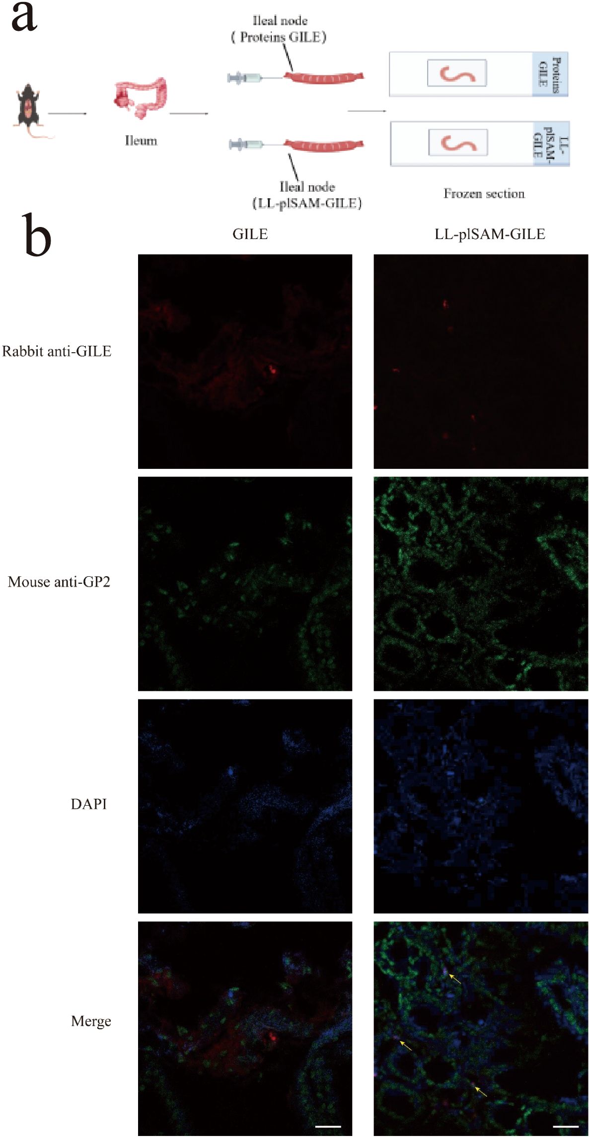 Diagram showing (a) a schematic of an experiment involving mouse ileum tissue, with nodes processed into frozen sections for protein analysis of GILE and LL-pISAM-GILE. (b) Immunofluorescence images depict staining of ileal nodes: Rabbit anti-GILE and Mouse anti-GP2 antibodies illustrate protein localization with DAPI marking nuclei. Images show structures and overlapping signals indicated by arrows in merged images.