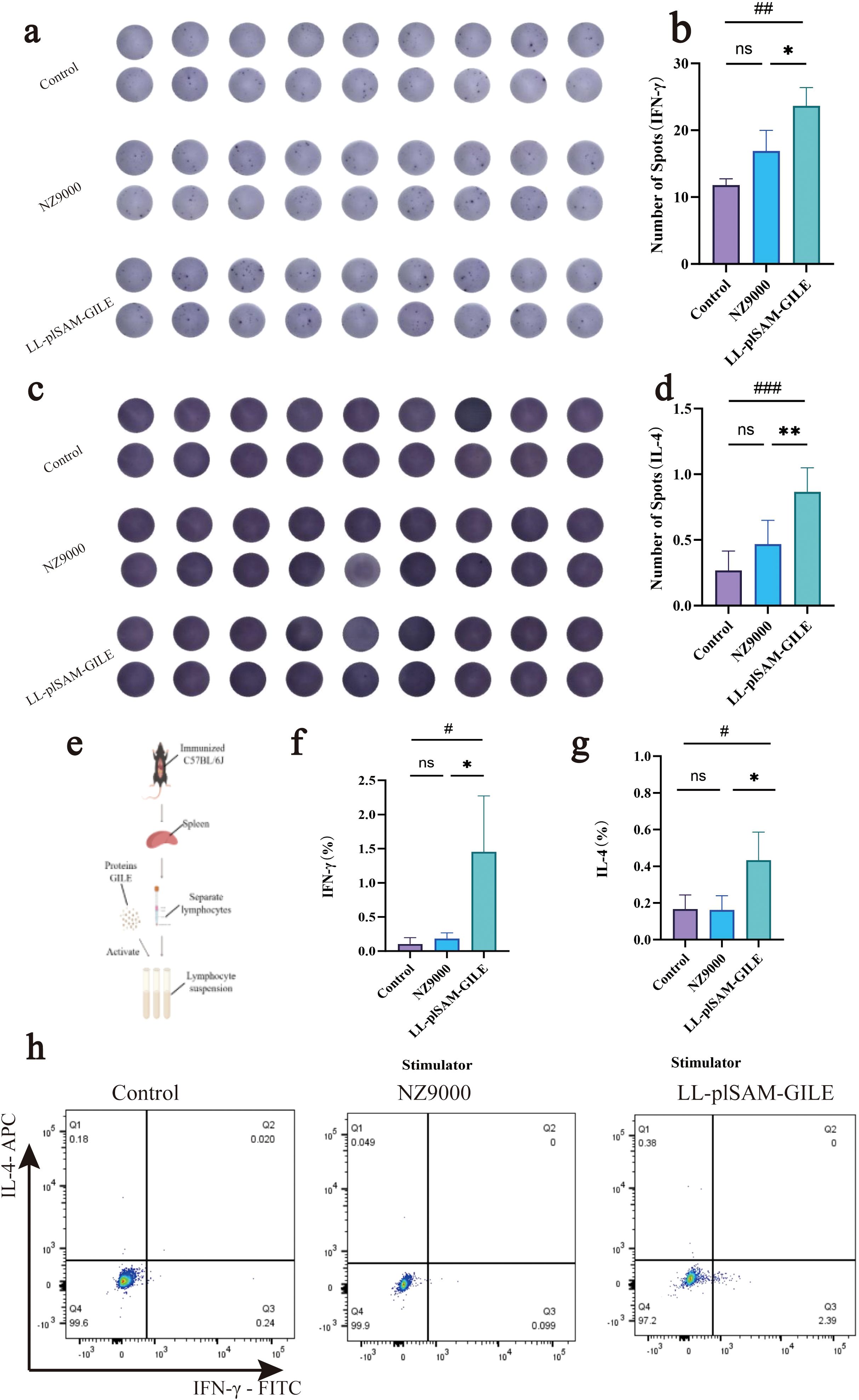 Series of scientific graphics consisting of the following panels: (a) and (c) show dot blot assays with three sample groups: Control, NZ9000, and LL-pISAM-GILE. (b) and (d) present bar graphs illustrating the number of spots for IFN-Îł and IL-4, showing significant differences marked with symbols. (e) depicts an immunization procedure diagram for C57BL/6J mice leading to lymphocyte activation. (f) and (g) are bar graphs displaying percentages of IFN-Îł and IL-4 with statistical annotations. (h) includes flow cytometry plots for IL-4-APC versus IFN-Îł-FITC across the three conditions: Control, NZ9000, and LL-pISAM-GILE.