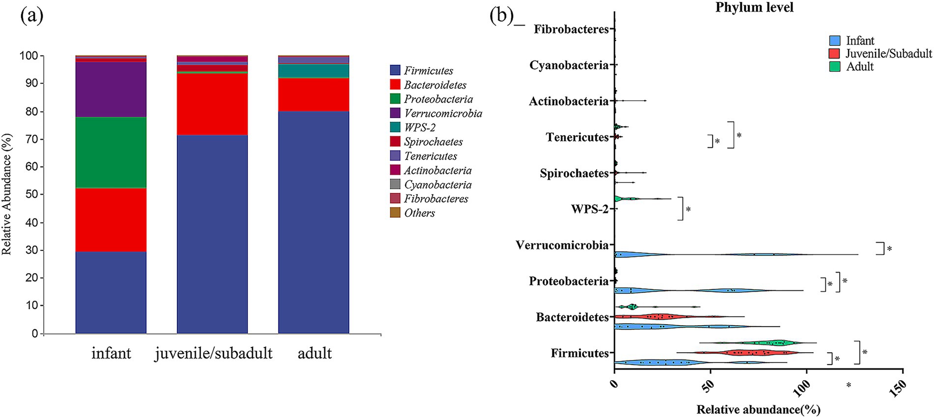 Bar and violin plots comparing microbial phylum abundance by age group. Panel (a) shows a stacked bar chart with microbial phyla for infants, juveniles/subadults, and adults. Panel (b) displays a violin plot of phylum abundance with significant differences marked. Each phylum is color-coded.