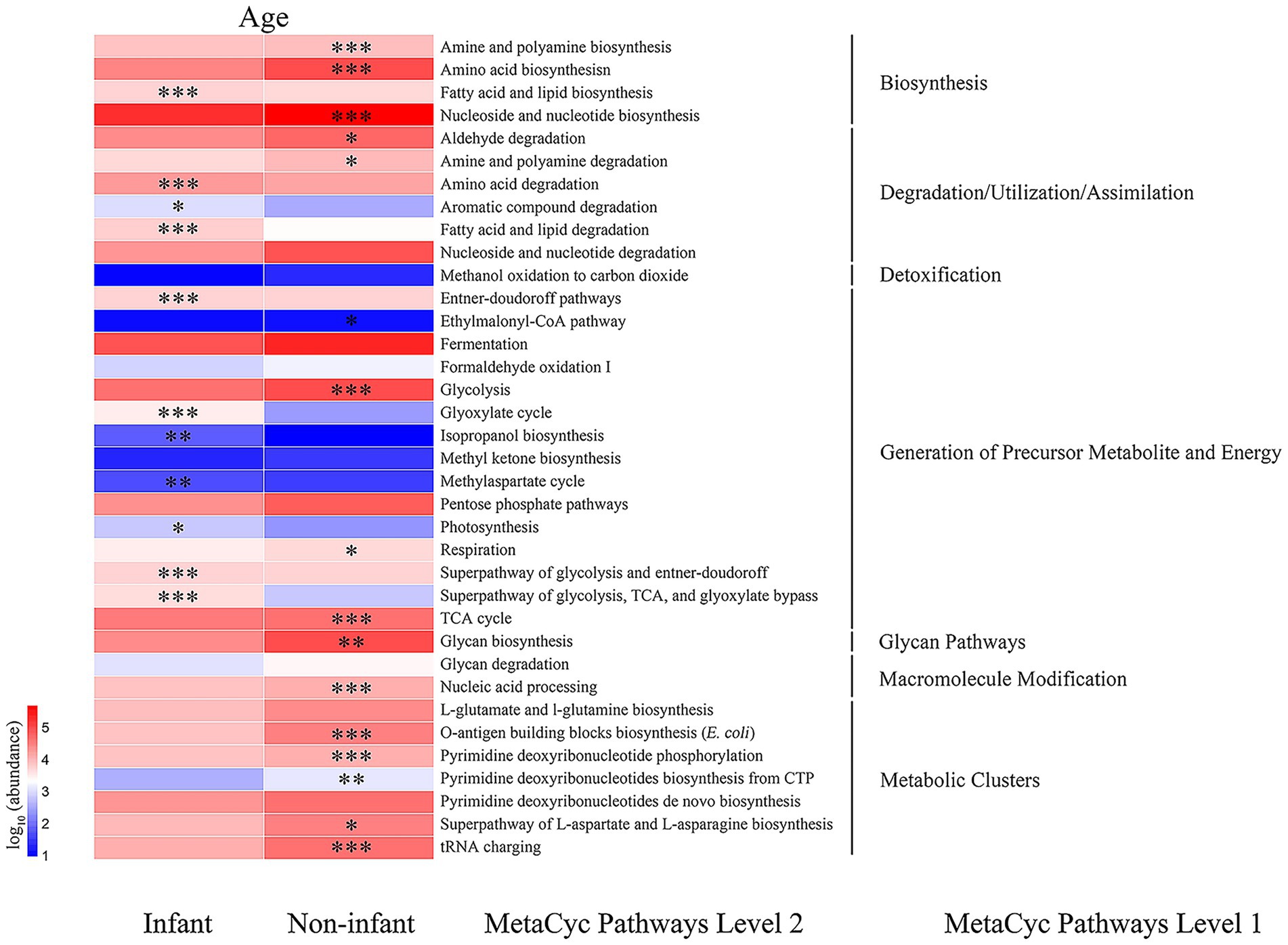 Heatmap comparing infant and non-infant pathways based on MetaCyc Levels 2 and 1. Rows represent pathways, columns are pathway categories. Color indicates log abundance, with red for higher and blue for lower levels. Statistical significance is marked by stars, detailing pathway differences between age groups. Categories include Biosynthesis, Degradation, Detoxification, Generation of Precursor Metabolite and Energy, Glycan Pathways, Macromolecule Modification, and Metabolic Clusters.