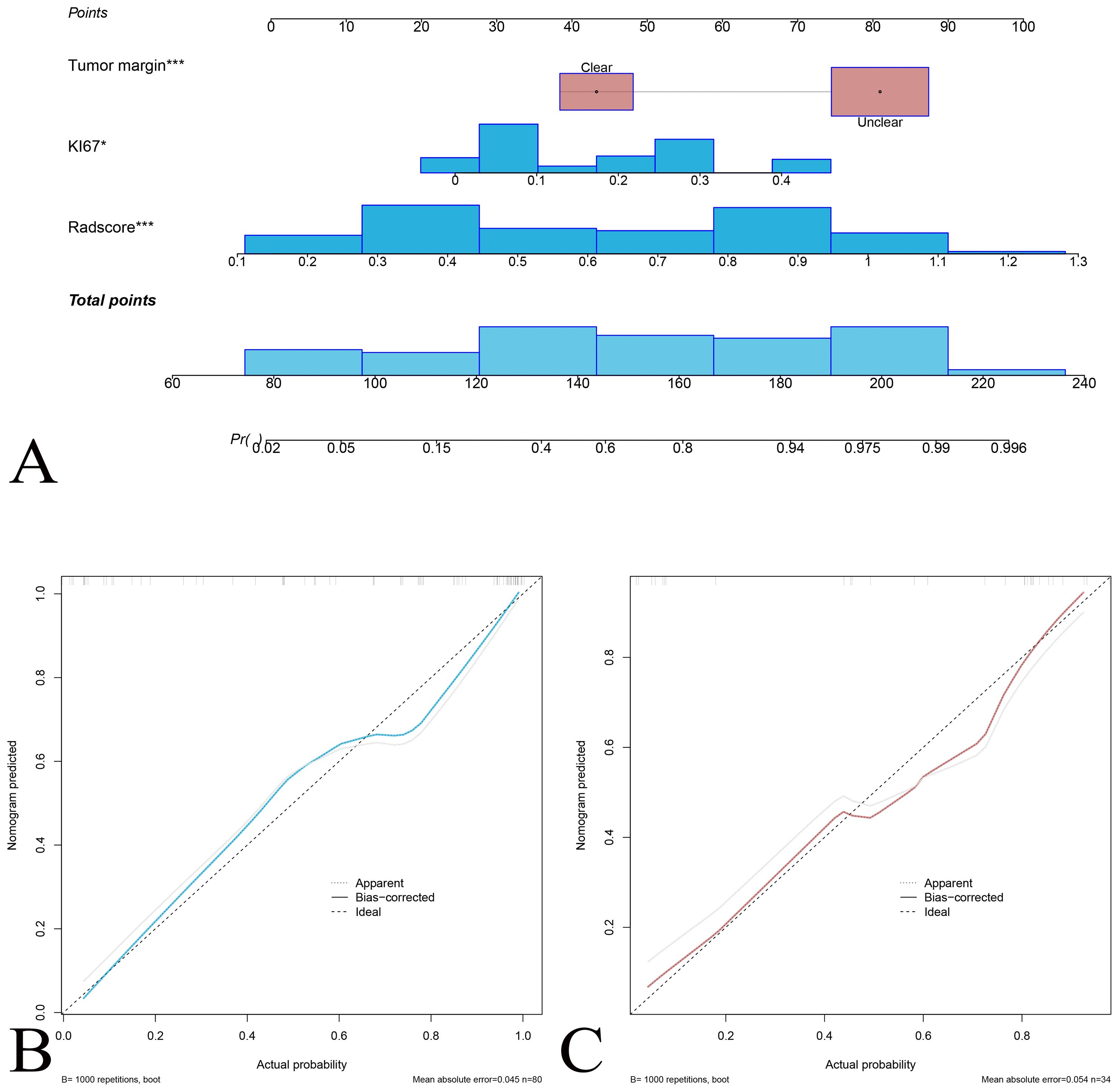 Panel A shows a nomogram with variables: Tumor margin, KI67, and Radscore, predicting total points and probability. Panels B and C display calibration plots comparing actual probability and nomogram prediction, highlighting apparent, bias-corrected, and ideal lines. Panel B indicates a mean absolute error of 0.045 with 60 samples, while Panel C shows a mean absolute error of 0.054 with 34 samples.