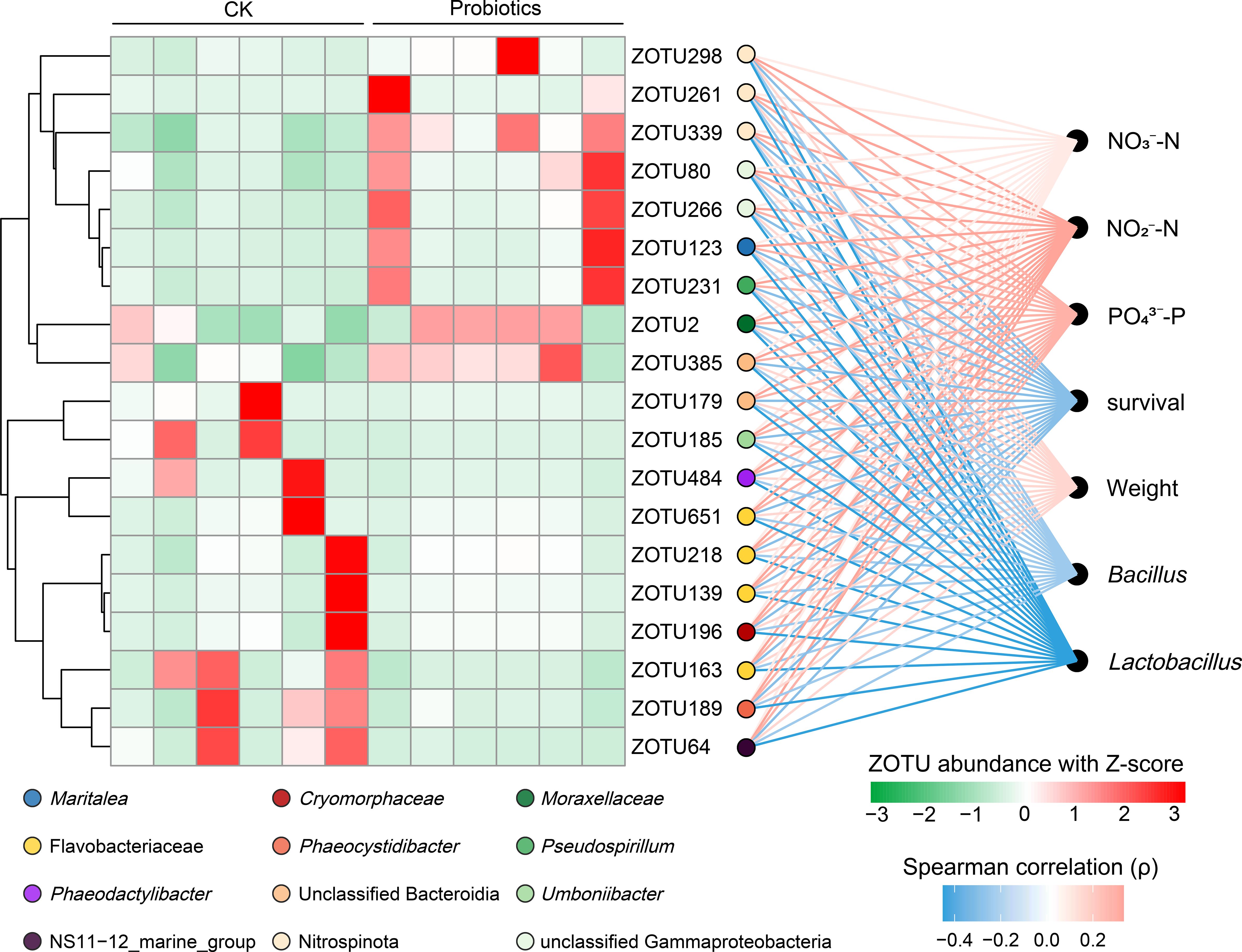 Heat map and network diagram showing the correlation and distribution of ZOTU abundances under CK and Probiotics treatments. Different colored squares represent ZOTU abundance levels, while lines indicate Spearman correlations with environmental factors like nitrate and phosphate. ZOTUs are linked to various microbial taxa, illustrating their relationships and effects on survival and weight.