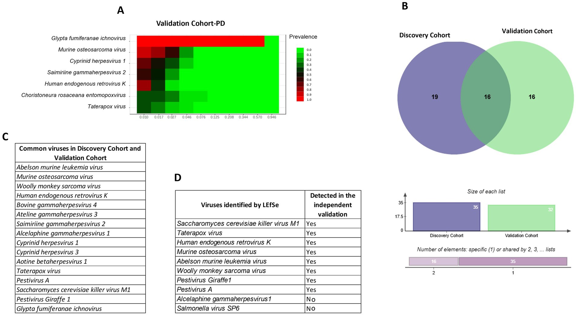 Panel A shows a heatmap of virus prevalence in the validation cohort, ranging from 0 to 1. Panel B displays a Venn diagram comparing discovery and validation cohorts, overlapping at 16 viruses. Panel C lists common viruses found in both cohorts, including Murine osteosarcoma virus and Human endogenous retrovirus K. Panel D lists viruses identified by LEfSe, specifying those detected in independent validation.