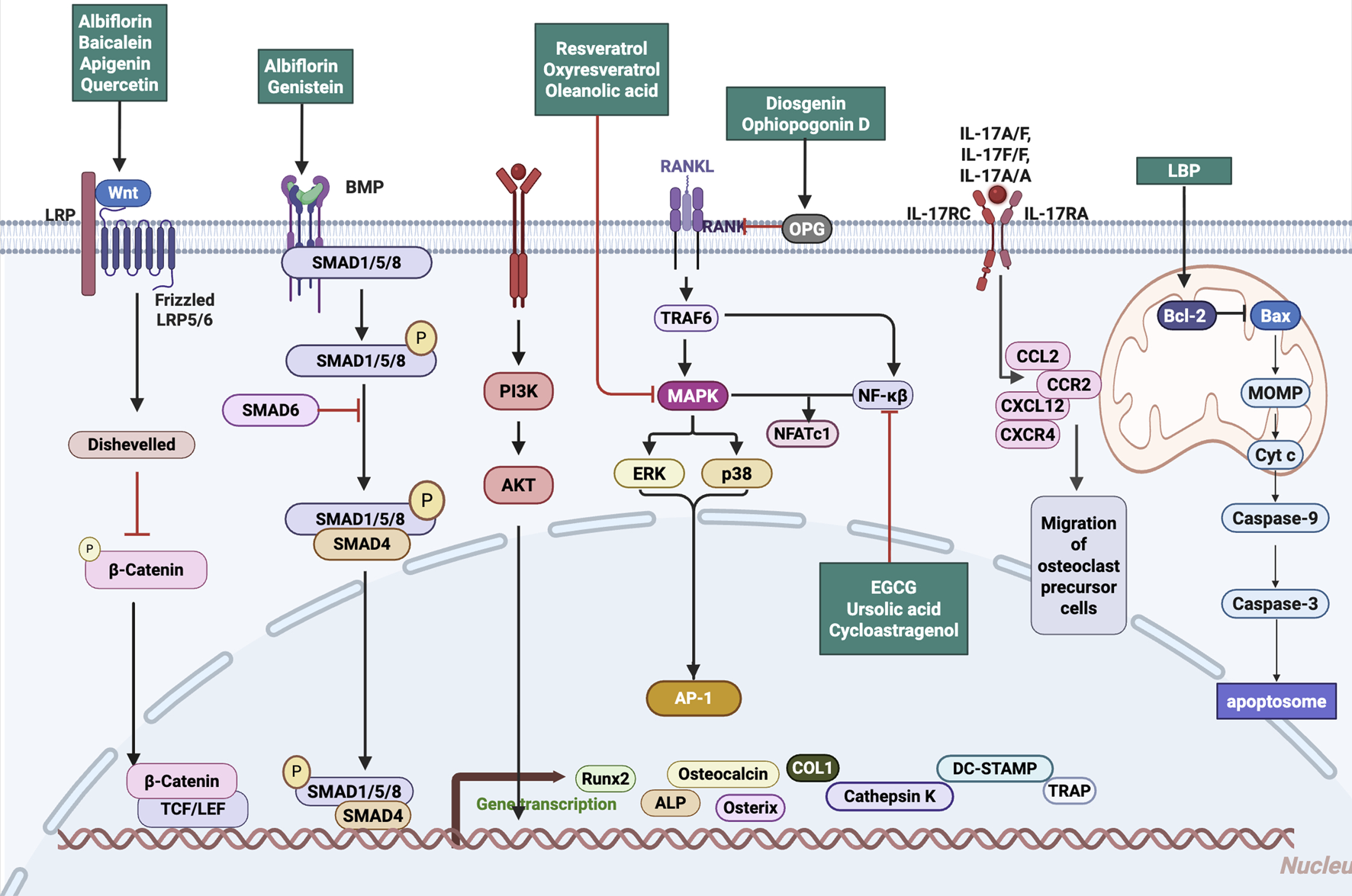 Complex cellular signaling pathways related to osteoclast differentiation and apoptosis. Various natural compounds like Albiflorin and Resveratrol are shown to influence pathways involving proteins such as Wnt, PI3K, and NF-κB, affecting processes like gene transcription and apoptosis. The image includes receptors, proteins, and molecules, highlighting interactions affecting osteoclast precursor migration, involving MAPK and Bcl-2 associated pathways, ultimately leading to apoptosis with components like Caspase-9 and -3.