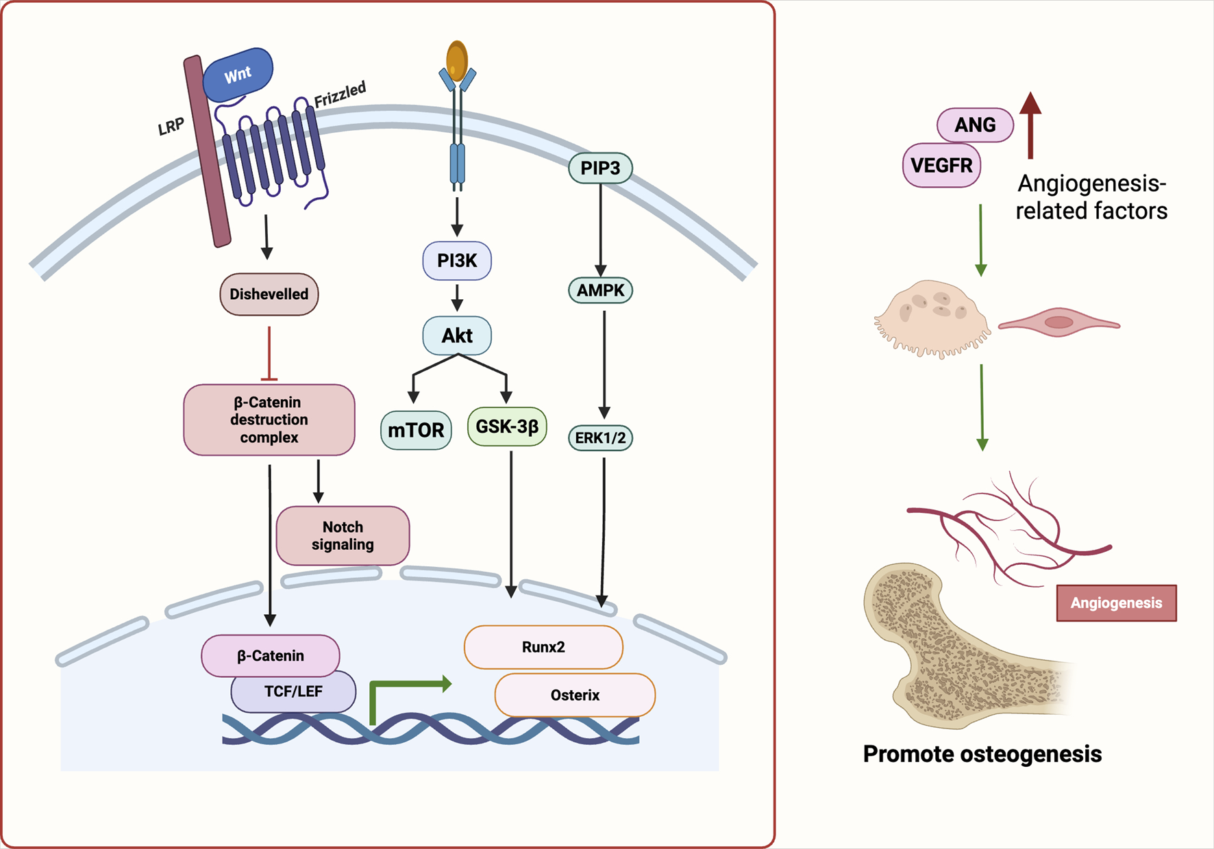 Diagram depicting signaling pathways promoting osteogenesis and angiogenesis. On the left, pathways initiated by Wnt and PI3K include Akt, mTOR, GSK-3β, and β-catenin, leading to activation of TCF/LEF, Notch signaling, Runx2, and Osterix. On the right, angiogenesis-related factors ANG and VEGFR lead to vascular formation and osteogenesis, highlighted by bone tissue and labeled "promote osteogenesis."