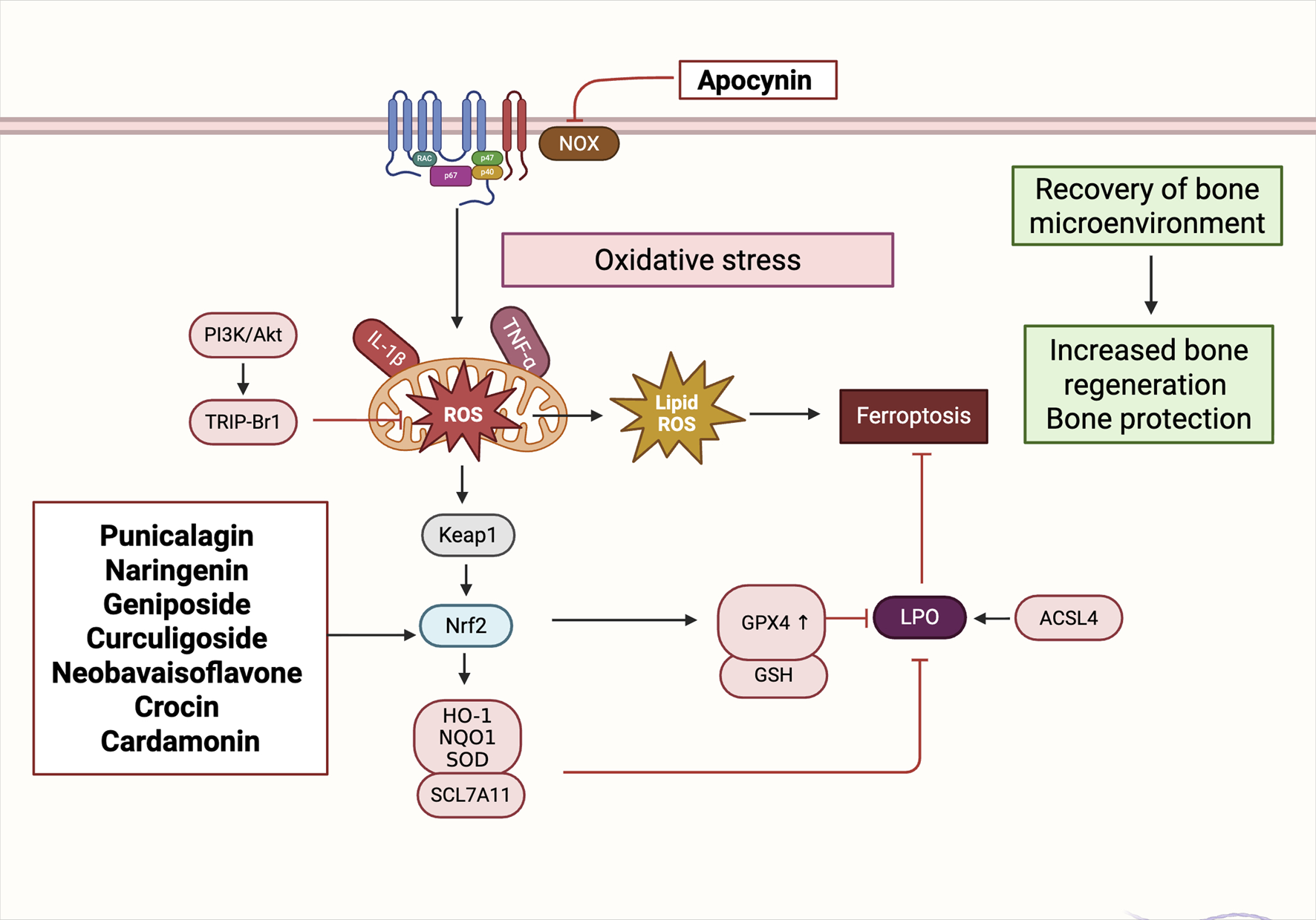 Diagram illustrating the pathway of oxidative stress and its effects on bone regeneration. It shows how Apocynin inhibits NOX, leading to reduced ROS production and lipid ROS formation. This prevents ferroptosis, enhancing bone microenvironment recovery. Key compounds like Punicalagin, Naringenin, and others influence the process by activating Nrf2, leading to increased expression of protective enzymes such as HO-1 and SOD. These factors collectively contribute to increased bone regeneration and protection.