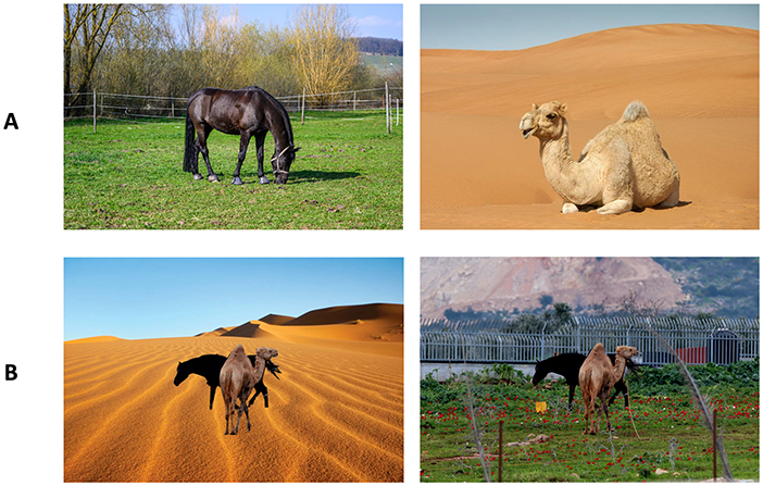 Panel A shows a horse in a grassy field on the left and a camel in a desert landscape on the right. Panel B displays a horse and camel walking together in a desert setting on the left and a similar pair in a fenced area with some greenery on the right.