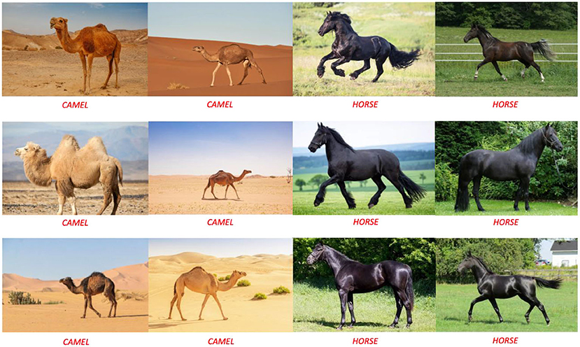 A grid of twelve images with camels and horses alternately displayed. Each row shows two camels in a desert and two black horses on grass. Labels underneath each image identify them as either “CAMEL” or “HORSE”.