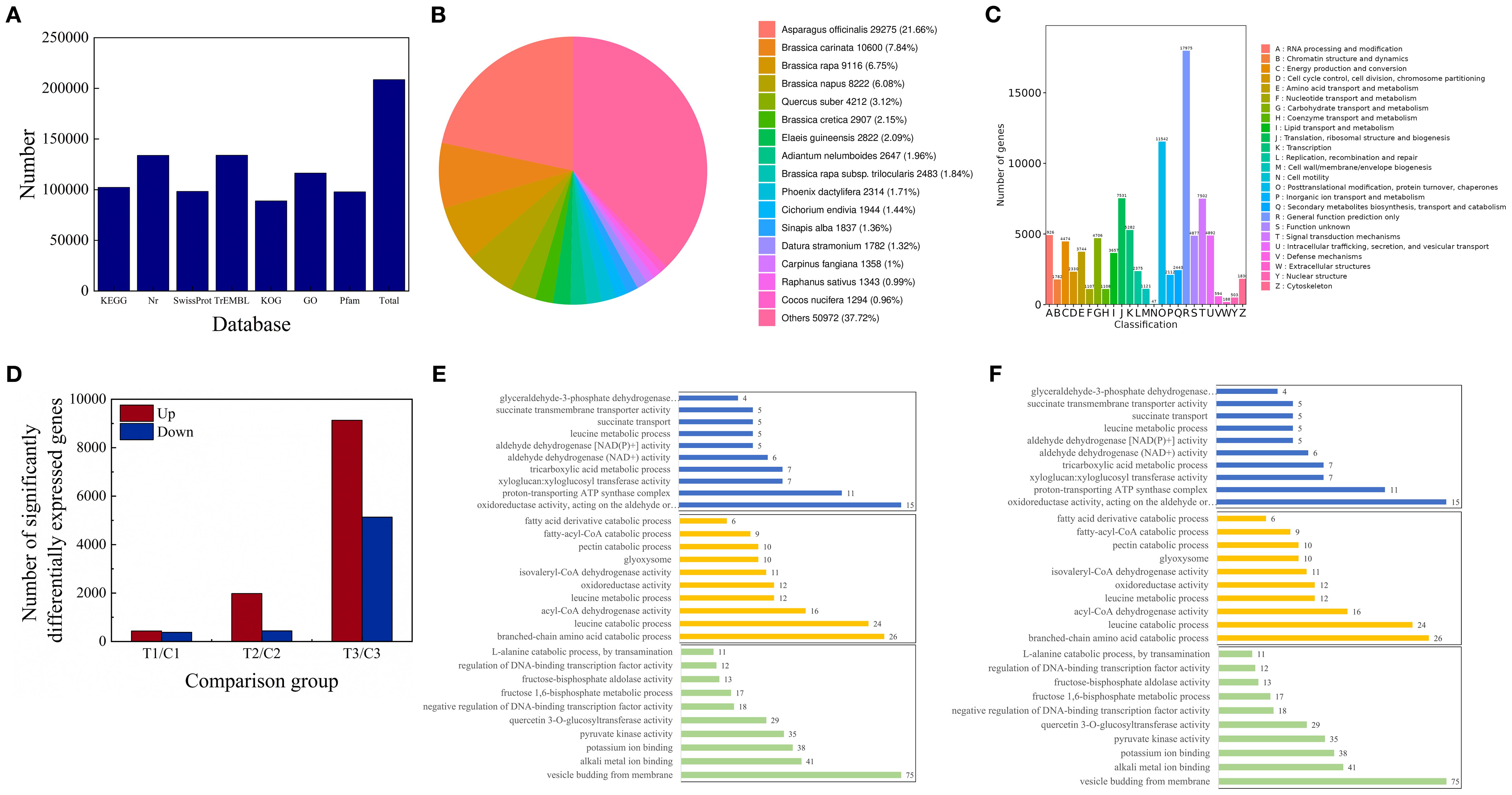 A multi-panel image showing various charts and graphs about genomic data analysis:   Panel A depicts a bar chart displaying the counts of gene annotations across databases such as KEGG, Nr, SwissProt, TrEMBL, KOG, GO, Pfam, and a total.  Panel B is a pie chart illustrating species distribution with proportions, highlighting species like Asparagus officinalis and others.  Panel C features a bar chart categorizing a large number of genes by functional classifications ranging from RNA processing to cytoskeleton categories.  Panel D presents a bar chart exhibiting the number of differentially expressed genes in three comparison groups, showing both upregulated and downregulated genes.  Panels E and F show horizontal bar charts with lists of specific biological processes and activities along with the number of genes involved, organized for comparison.