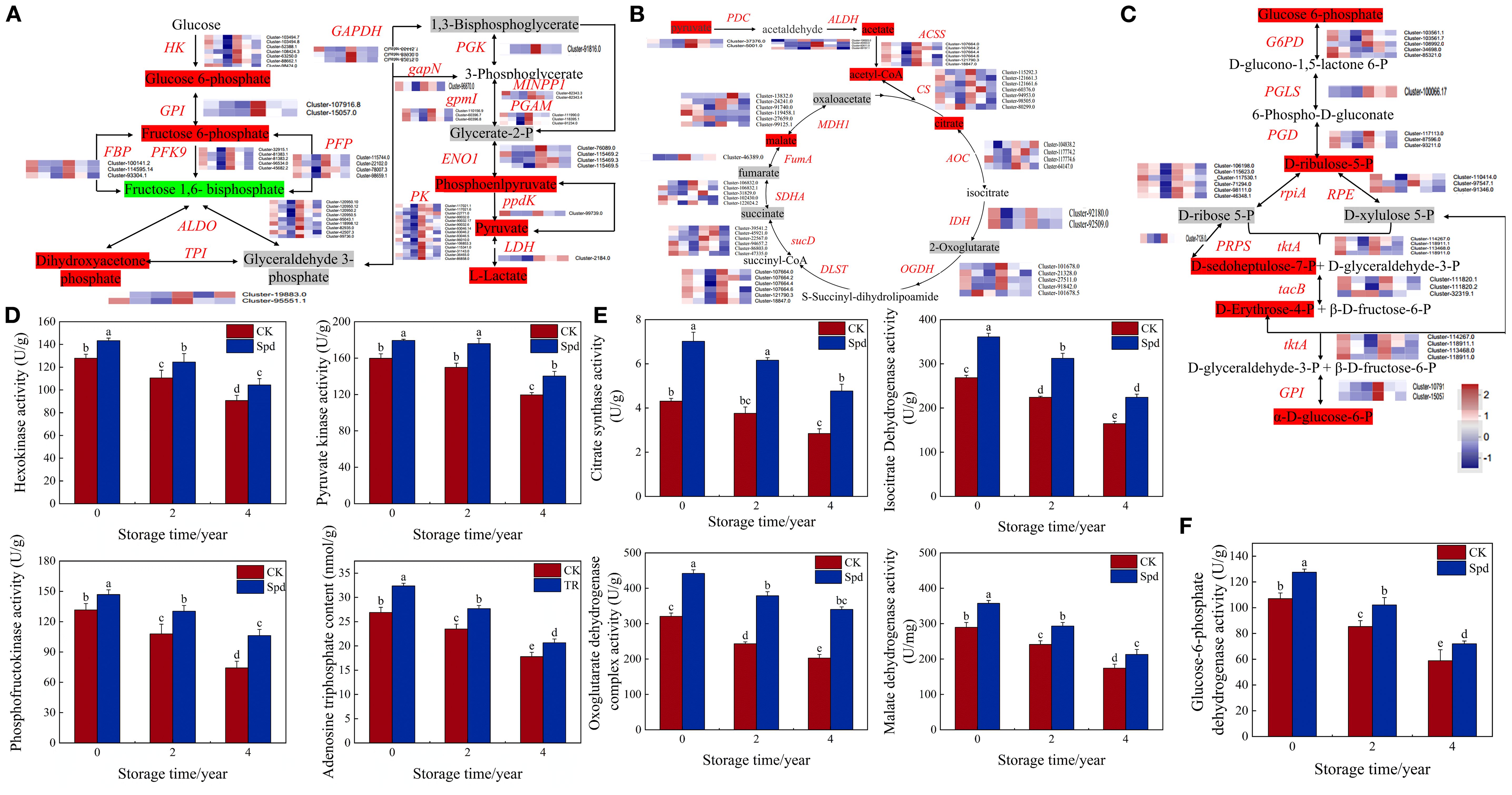 Diagram illustrating metabolic pathways and enzyme activity with six panels labeled A to F. Panels A, B, and C depict metabolic pathways with color-coded heatmaps representing gene expression. Panels D, E, and F show bar graphs comparing various enzyme activities over different storage times. The graphs use two colors to represent different conditions. Letters indicate statistical significance. Color scales show variation levels in the heatmaps and enzyme activities.
