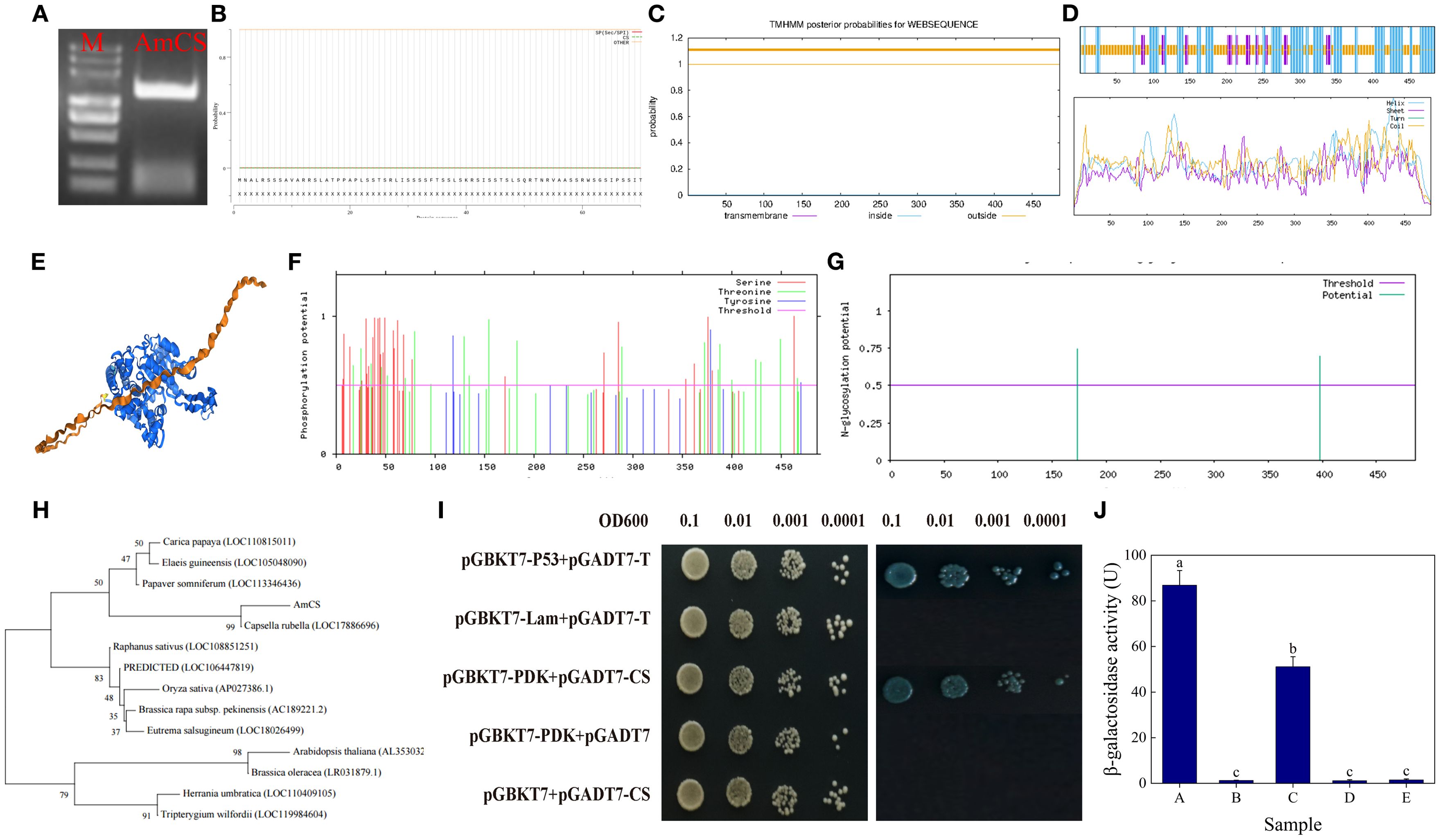 A collage with multiple panels illustrating molecular biology analyses: A) a gel photograph showing DNA bands labeled “M” and “AmCS”. B) a graph of signal probabilities across amino acids, focused on phosphorylation sites. C) a plot showing TMHMM transmembrane probabilities. D) two charts displaying protein secondary structure probabilities. E) a 3D protein model in blue and orange. F) a phosphorylation potential graph for serine, threonine, and tyrosine. G) a glycosylation potential chart. H) a phylogenetic tree displaying relationships among various plant species. I) a yeast growth assay with different plasmid combinations. J) a bar graph of β-galactosidase activity for five samples.