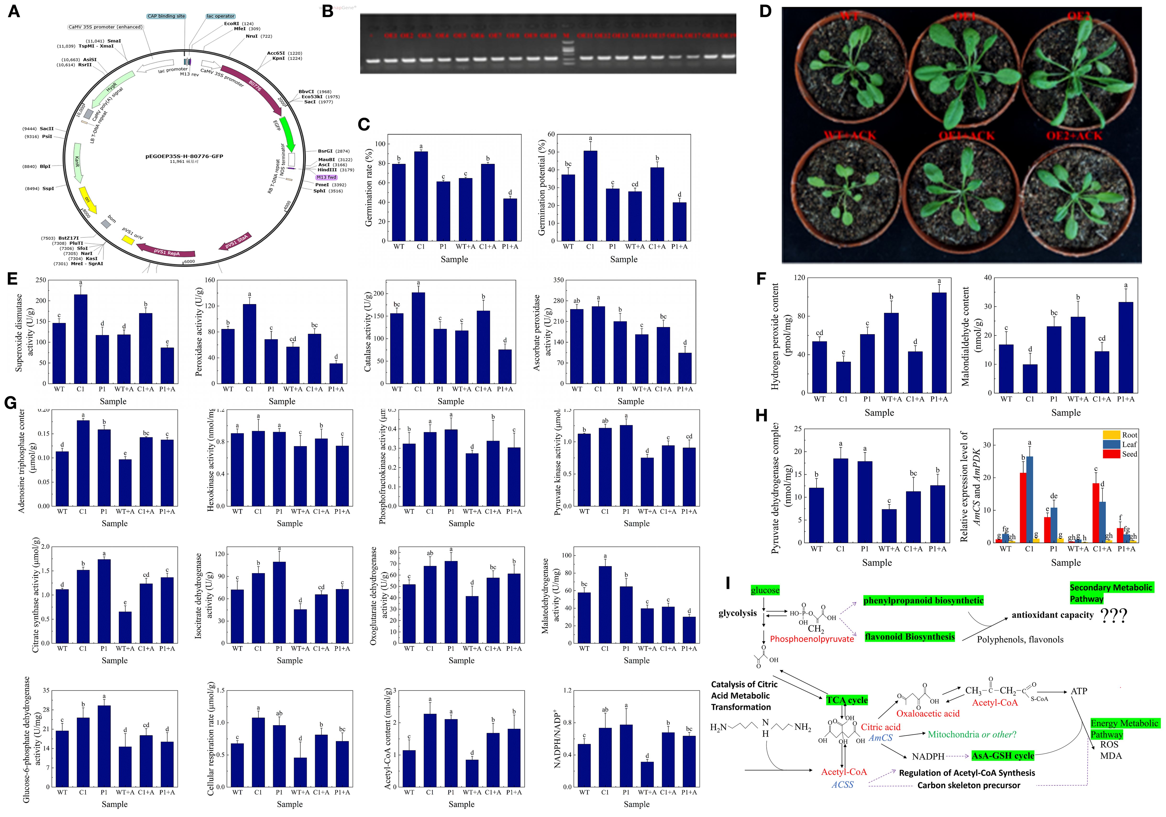 A graphic with several panels:   A) A plasmid map showing various gene elements.  B) A gel electrophoresis image of DNA bands with labels in red.  C, E, F, G, H) Bar graphs displaying different plant physiological and biochemical measurements for various samples labeled WT, C1, P1, etc.  D) Six potted plants showing different growth results labeled WT, OE, etc.  I) A diagram depicting biochemical pathways, highlighting glycolysis, metabolic transformations, and secondary metabolic pathways with various molecules and arrows illustrating interactions.
