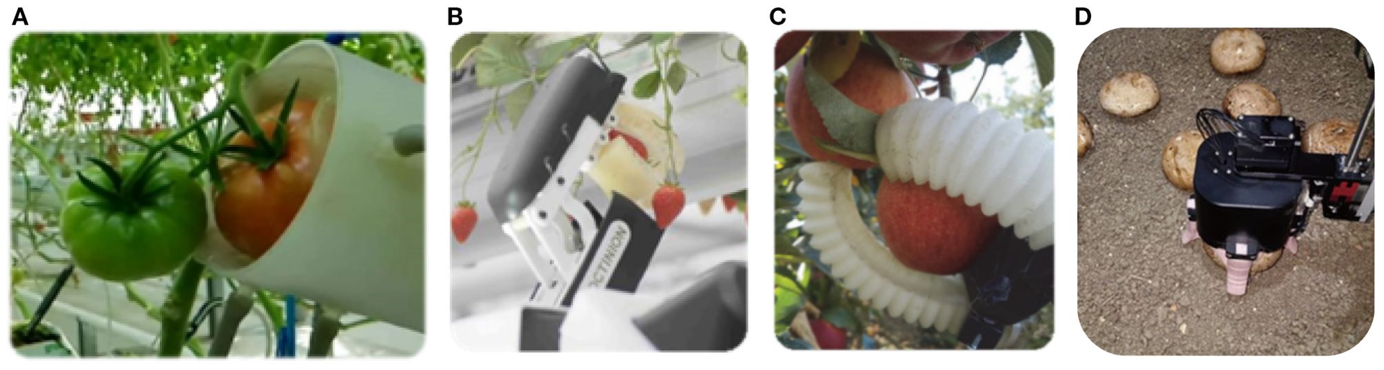 A robotic system harvests various fruits and vegetables. Panel A shows a device picking a red tomato next to a green one. Panel B illustrates a robotic arm grabbing a strawberry. Panel C depicts a flexible gripper holding an apple on a tree. Panel D features a robotic mechanism selecting a mushroom from the ground.
