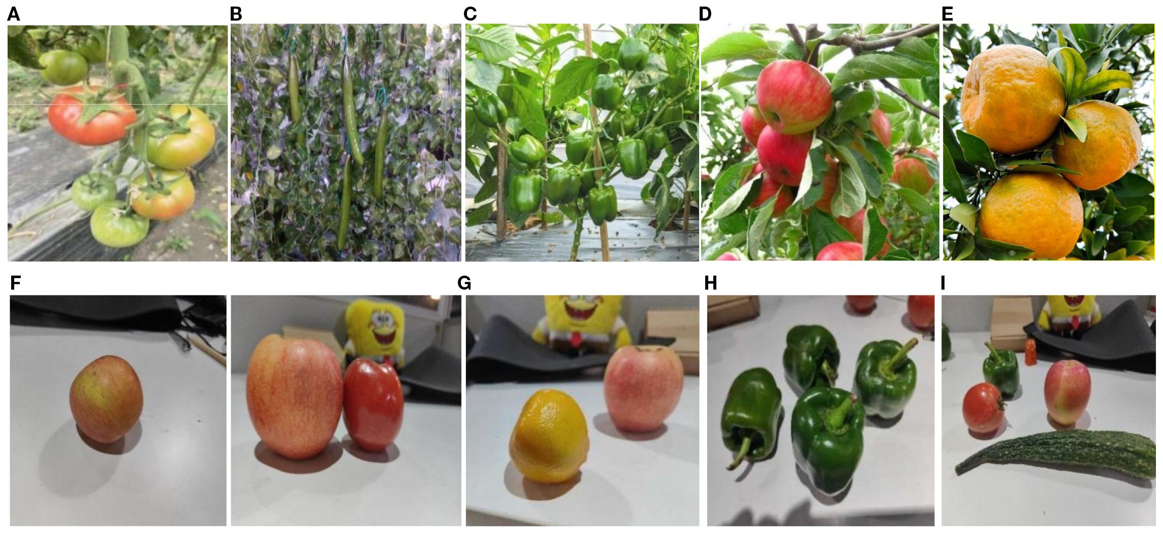 A collage of images showing various fruits and vegetables. Panel A has tomatoes on a plant, some ripening. Image B shows slender cucumbers growing on vines. Panel C depicts green bell peppers on a plant. Panel D displays red apples hanging from a tree. Panel E features oranges on a tree branch. Panel F has individual apples and tomatoes on a table. Panel G displays an apple and an orange. Panel H presents several green bell peppers on a white surface. Panel I includes a cucumber, two tomatoes, and an apple on a table, with a toy character in the background.