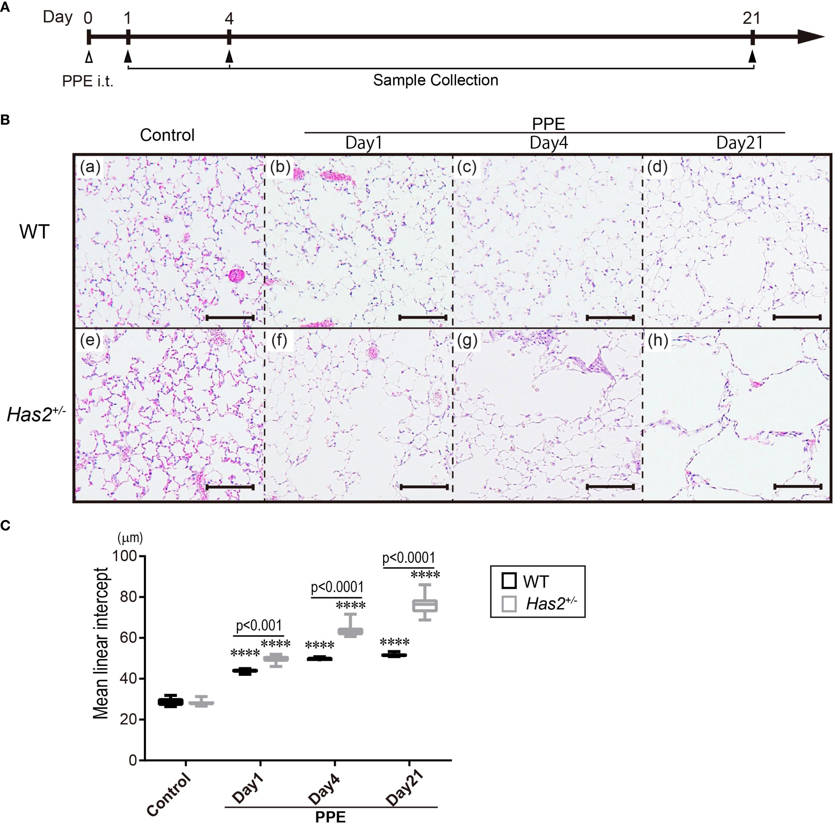 Diagram showing experimental timeline, histological images, and a chart. Panel A depicts the timeline of PPE administration and sample collection across days 0, 1, 4, and 21. Panel B shows lung tissue images for WT and Has2+/− mice, comparing control, day 1, day 4, and day 21 post-PPE treatment. Panel C is a box plot displaying mean linear intercept in micrometers for various groups, highlighting significant statistical differences in WT and Has2+/− mice at different time points.