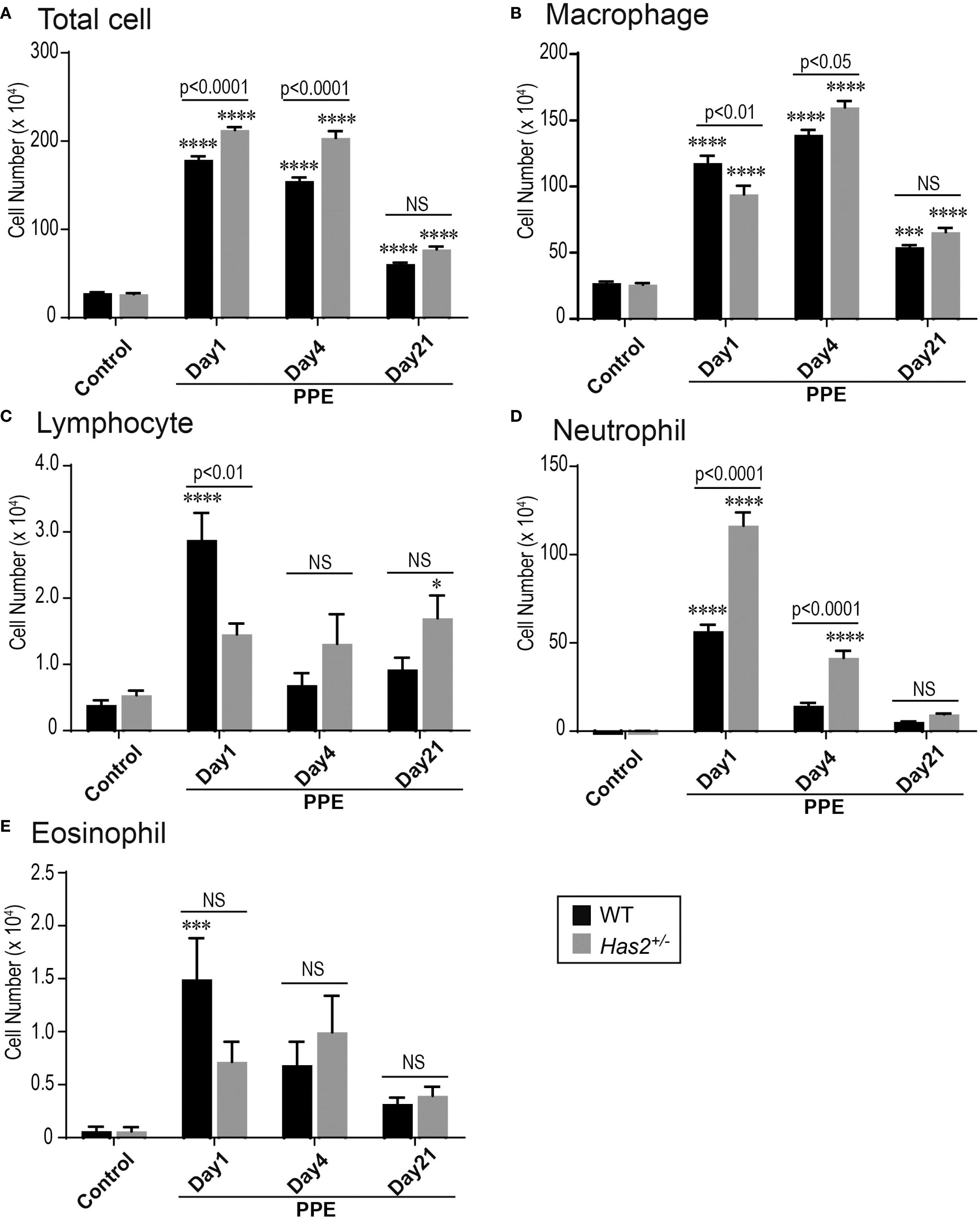 Bar charts displaying cell counts for different cell types in various conditions. Panels A to E show total cells, macrophages, lymphocytes, neutrophils, and eosinophils respectively. Each chart compares wild-type (WT) and Has2+/- conditions, across control, Day 1, Day 4, and Day 21 post-PPE. Significance levels are indicated with p-values and asterisks, showing statistical differences between conditions. Total cell counts in panel A and Neutrophils in panel D increase significantly on Day 1 and Day 4 in Has2+/- with significant difference. Macrophages in Panel B peak at Day 4 in Has2+/- with significant difference. Lymphocyte numbers are highest on Day 1 in WT in Panel C. Eosinophil counts increase significantly on Day 1 compared to control in Panels E.