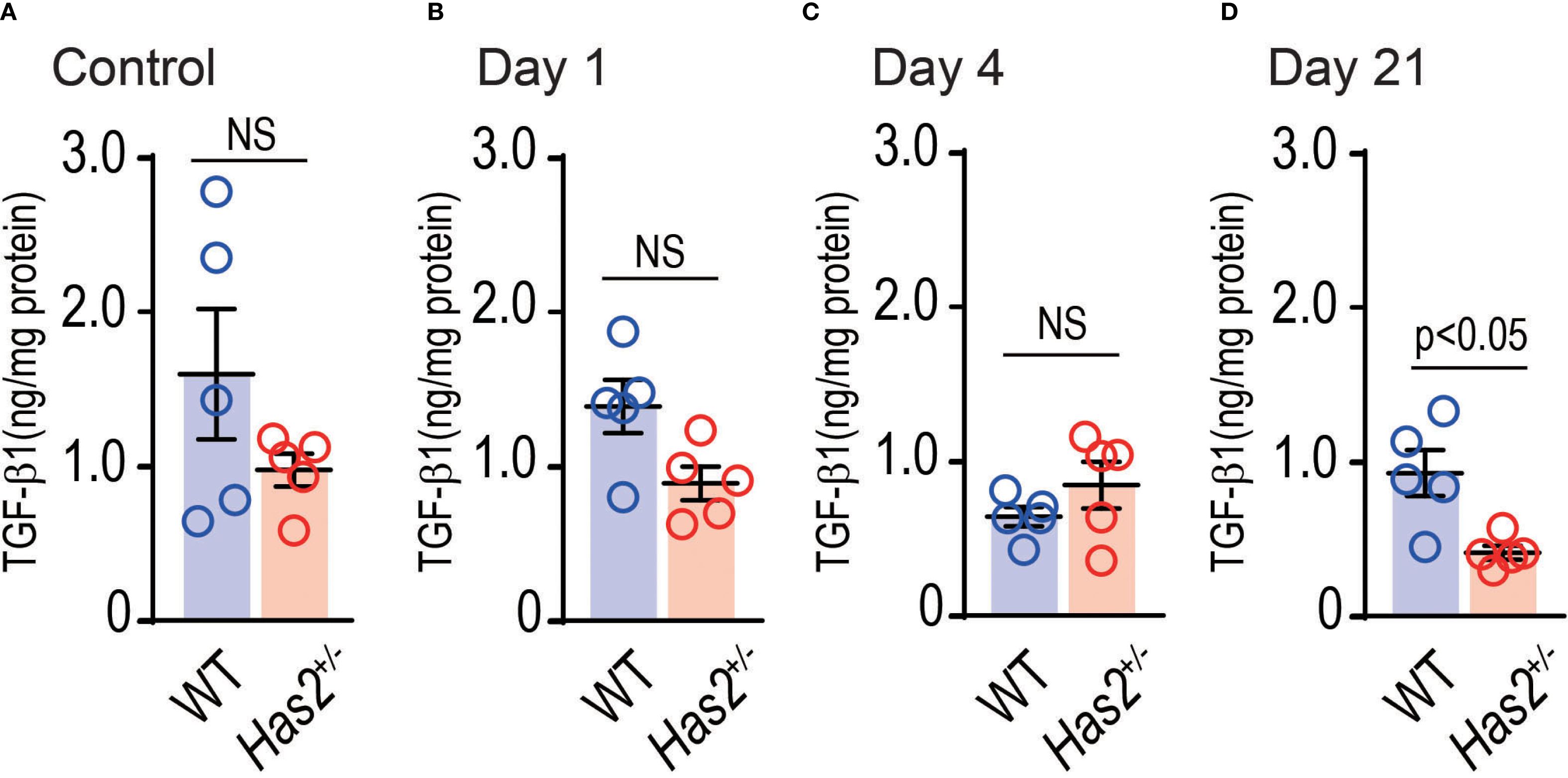 Bar graphs depicting TGF-1 levels in ng/mg protein for WT andHas2+/- groups at Control, Day 1, Day 4, and Day 21. Control, Day 1, and Day 4 show non-significant differences, while Day 21 shows a significant difference with p<0.05, indicating lower levels in Has2+/- compared to WT. Blue bars represent WT, red bars represent Has2+/-; error bars indicate standard error.