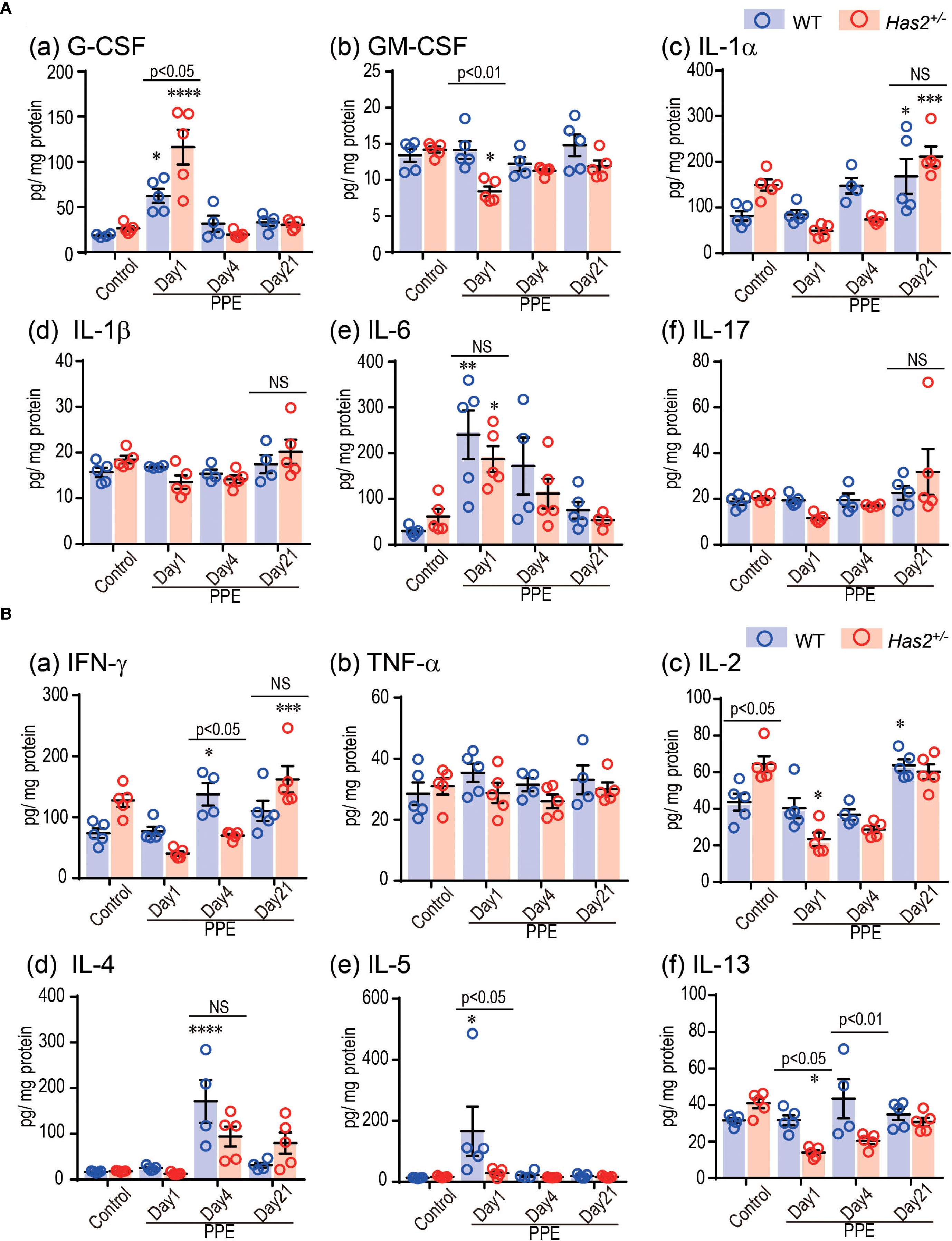 Graphs showing cytokine levels in two groups, WT (blue) and Has2+/- (red), across different days of PPE exposure. Panels A and B display results for G-CSF, GM-CSF, IL-1a, IL-1b, IL-6, IL-17, IFN-g, TNF-a, IL-2, IL-4, IL-5, and IL-13. Significant differences are marked with asterisks and “p” values. WT and Has2+/- have similar trends, with some variations. Error bars represent standard error.