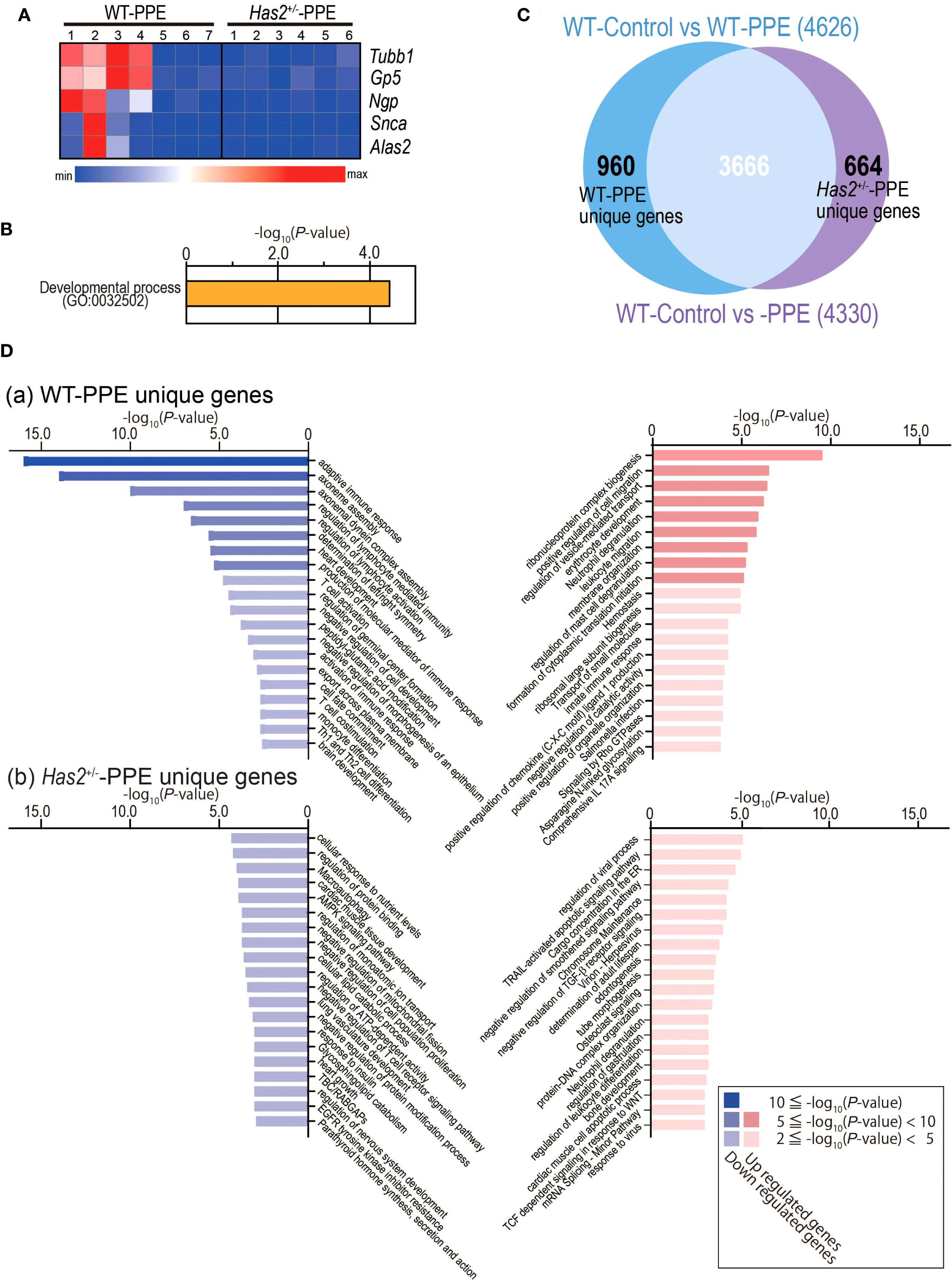 Gene expression data visualizations include four panels: A)Heatmap shows differential gene expression between WT-PPE and Has2+/--PPE with genes like Tubb1 and Gp5. B) A bar chart depicts significant enrichment in developmental processes. C) Venn diagram illustrates overlapping and unique gene sets between WT-Control vs. WT-PPE and WT-Control vs. -PPE groups. D) Bar charts present unique gene processes for WT-PPE and Has2+/--PPE with varying significance levels, using blue for upregulated genes and red for downregulated ones.