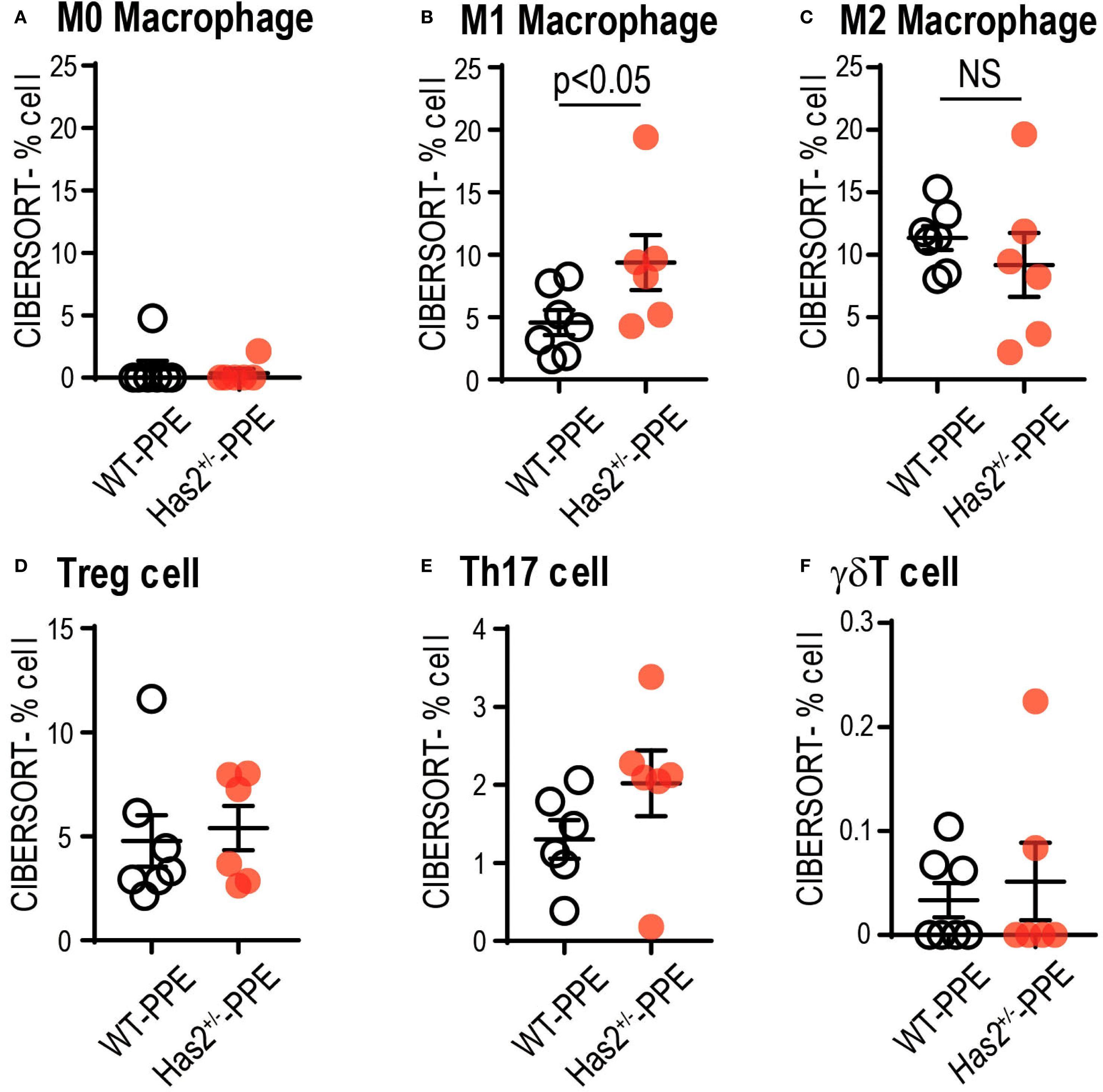 Six scatter plots illustrate CIBERSORT percent cell composition for different cell types: M0, M1, M2 macrophages, Treg, Th17, and gdT cells. Each plot compares WT-PPE and Has2+/--PPE groups. M1 Macrophage plot shows a significant difference with p<0.05; M2 is labeled NS (not significant). Data are displayed as individual dots with error bars.