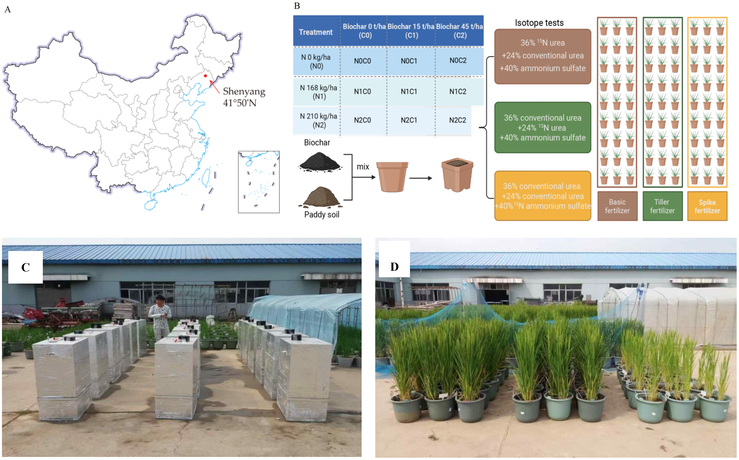 Panel A shows a map of China highlighting Shenyang at 41°50'N. Panel B displays a table outlining treatments with varying biochar and nitrogen levels, along with a diagram illustrating the mixture of biochar and paddy soil into pots. It also details isotope tests with different percentages of urea and ammonium sulfate for basic, tiller, and spike fertilizers. Panel C depicts a row of covered white blocks in an outdoor setting with a person standing nearby. Panel D shows rows of green plants in pots in the same setting.