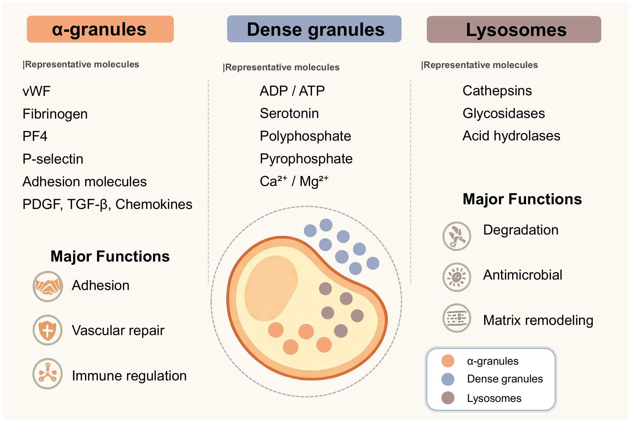 Diagram of α-granules, dense granules, and lysosomes, showing representative molecules and major functions. α-granules include adhesion molecules, fibrinogen, and chemokines with functions in adhesion and vascular repair. Dense granules have ADP/ATP with functions not specified on the chart. Lysosomes contain cathepsins, focusing on degradation and antimicrobial activity. Icons illustrate each function.
