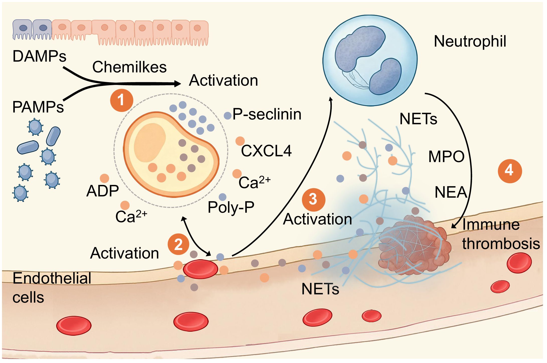 Illustration depicting the activation of immune responses and thrombus formation. DAMPS and PAMPS lead to activation, releasing ADP and calcium ions. Endothelial cells activate, followed by a neutrophil, releasing NETs, MPO, and NEA. This process contributes to immune thrombosis, highlighted in four labeled steps.