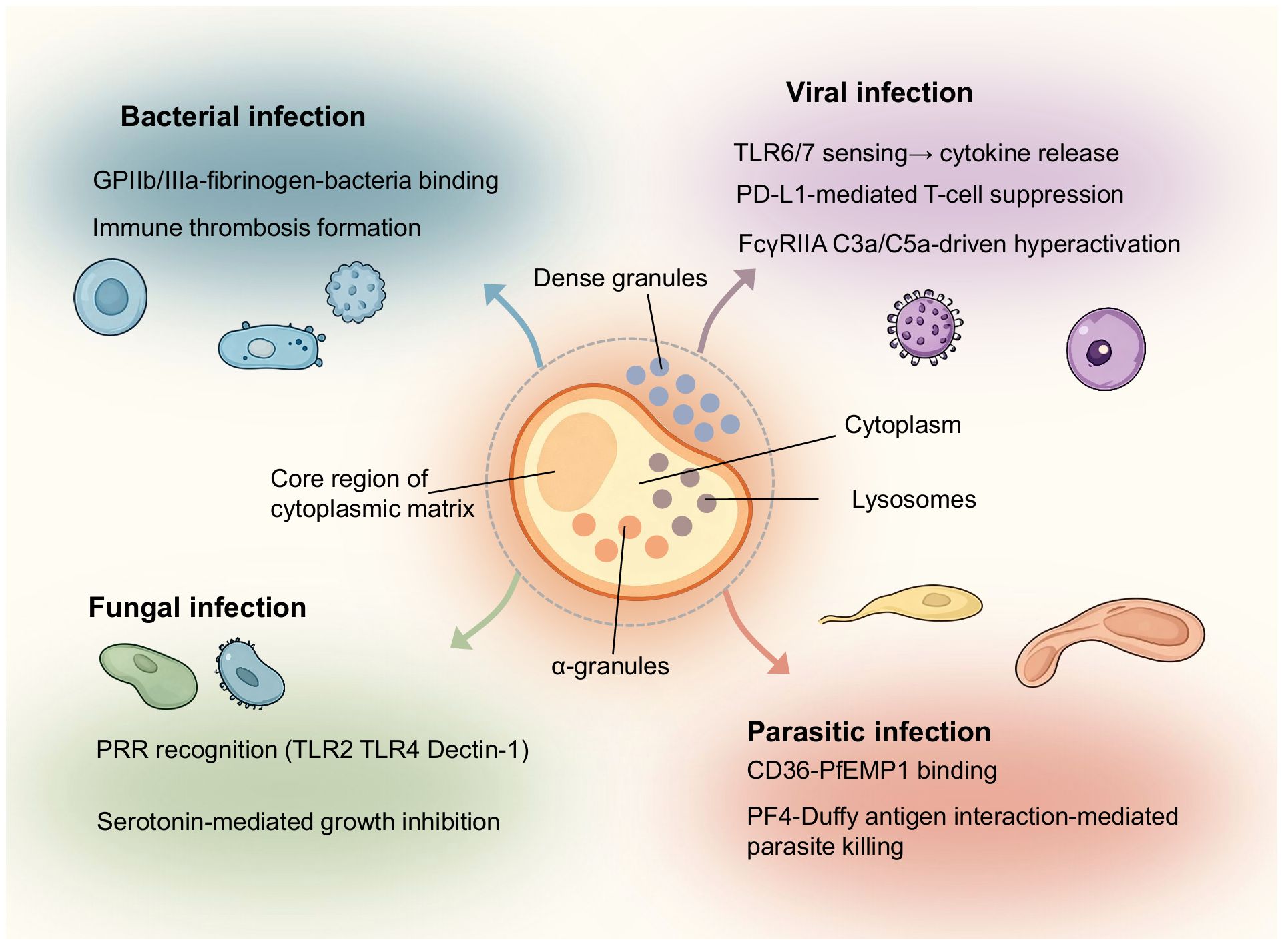 Diagram illustrating responses to different infections. Central cell with cytoplasm, lysosomes, dense granules, and alpha-granules. Infections: bacterial (GPIIb/IIIa fibrinogen binding, immune thrombosis), viral (TLR6/7 cytokine release, PD-L1 suppression), fungal (PRR recognition, serotonin inhibition), and parasitic (CD36-PfEMP1 binding, PF4-Duffy interaction).