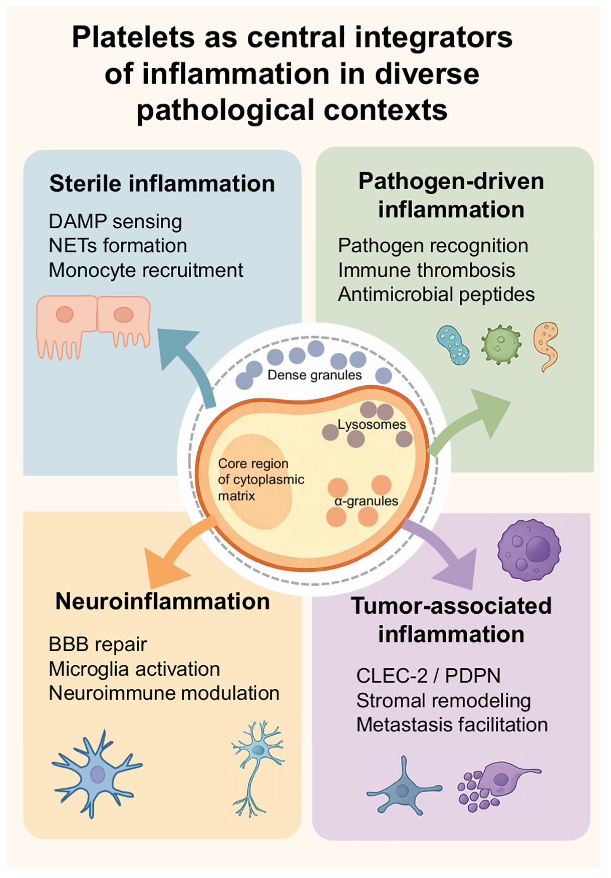 Diagram illustrating platelets as central integrators of inflammation in diverse pathological contexts. There are four sections around a central platelet illustration labeled with its internal components: dense granules, lysosomes, and alpha granules. The sections are: Sterile inflammation (DAMP sensing, NETs formation, monocyte recruitment), Pathogen-driven inflammation (Pathogen recognition, immune thrombosis, antimicrobial peptides), Neuroinflammation (BBB repair, microglia activation, neuroimmune modulation), and Tumor-associated inflammation (CLEC-2/PDPN, stromal remodeling, metastasis facilitation). Each section is color-coded with related icons and arrows pointing toward the platelet illustration.