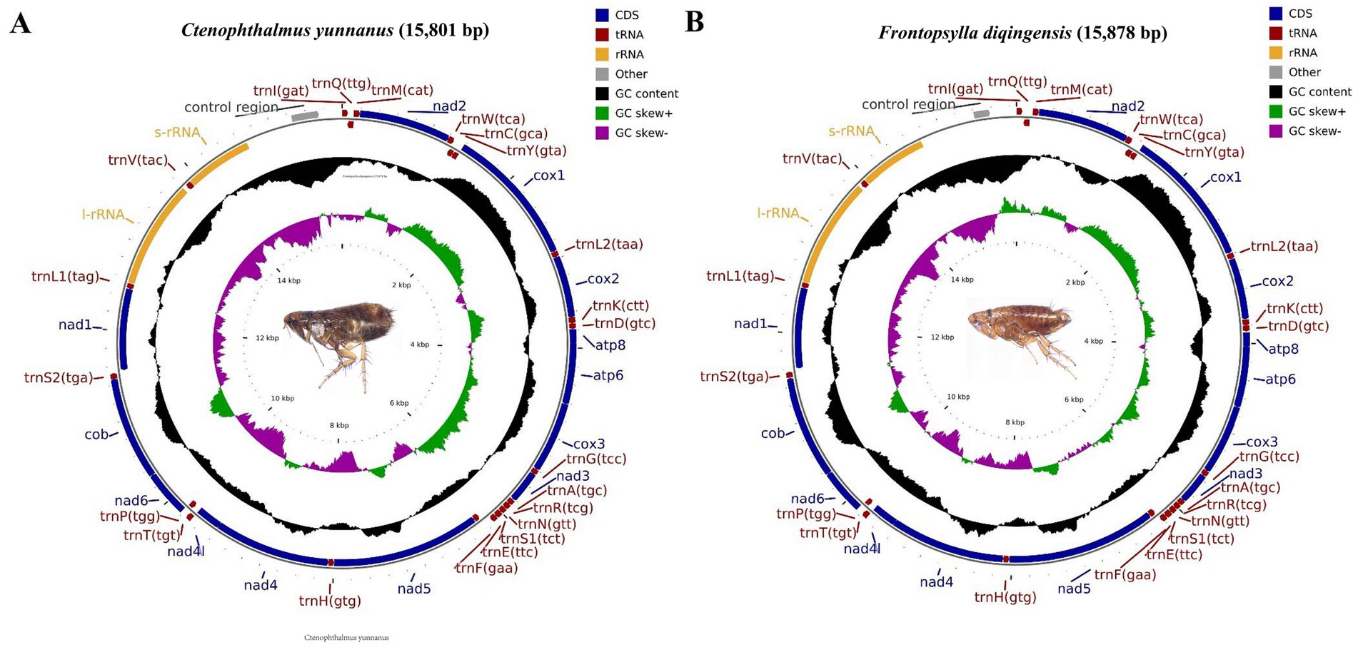 Two circular diagrams represent the mitochondrial genomes of two flea species: Ctenophthalmus yunnanus (15,801 base pairs) and Frontopsylla diqingensis (15,878 base pairs). Each diagram includes sections in different colors representing CDS, tRNA, rRNA, and other elements. The diagrams display GC content and skew. Images of fleas are shown in the center of each circle. Labels around each diagram identify specific genes and regions.