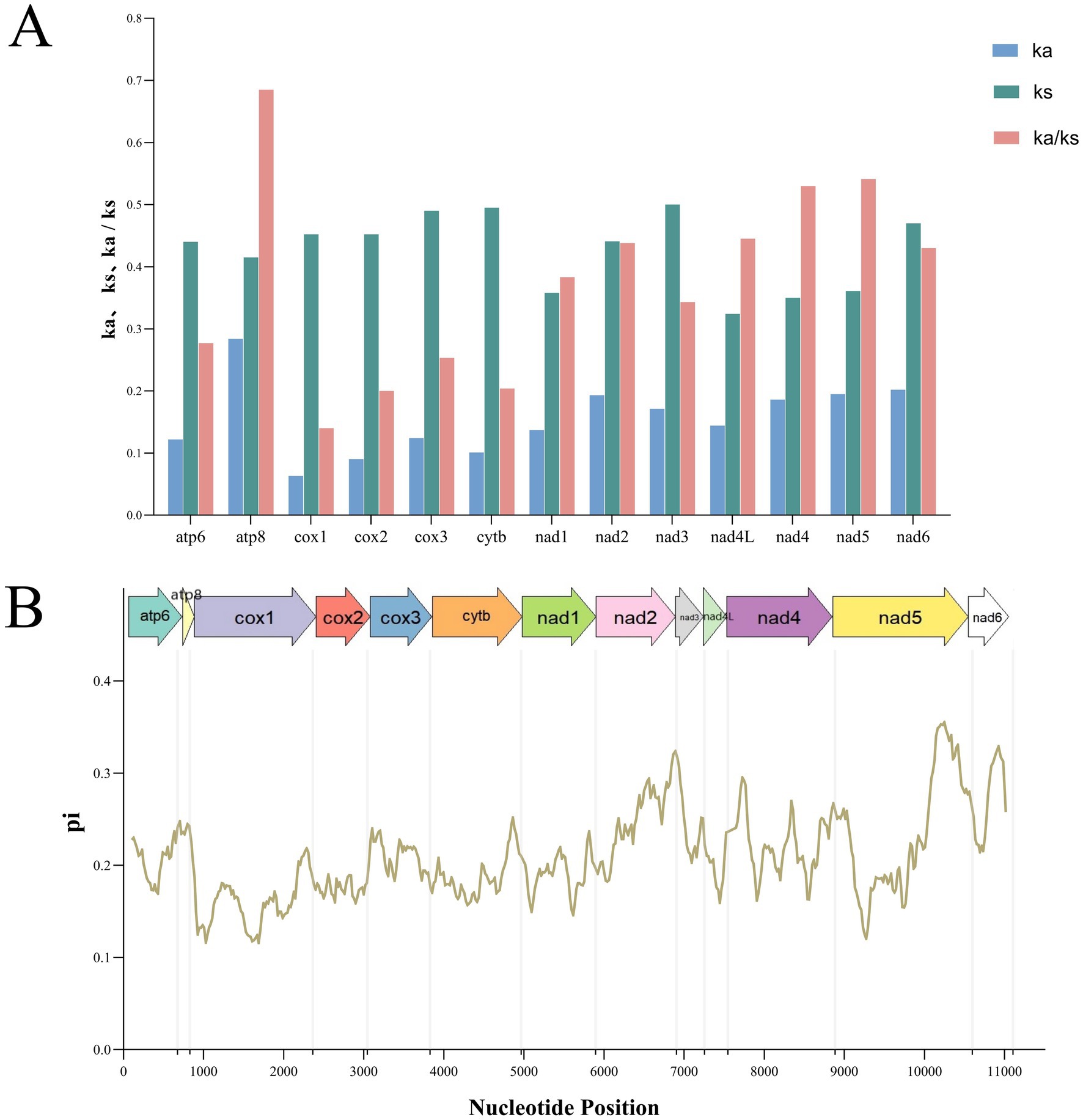 Panel A shows a bar graph comparing values of ka, ks, and ka/ks across different genes labeled atp6, atp8, cox1, cox2, cox3, cytb, nad1, nad2, nad3, nad4L, nad4, nad5, and nad6. Panel B features a line graph depicting nucleotide diversity (pi) across nucleotide positions, with the corresponding genes and their genomic ranges marked by colored arrows above.