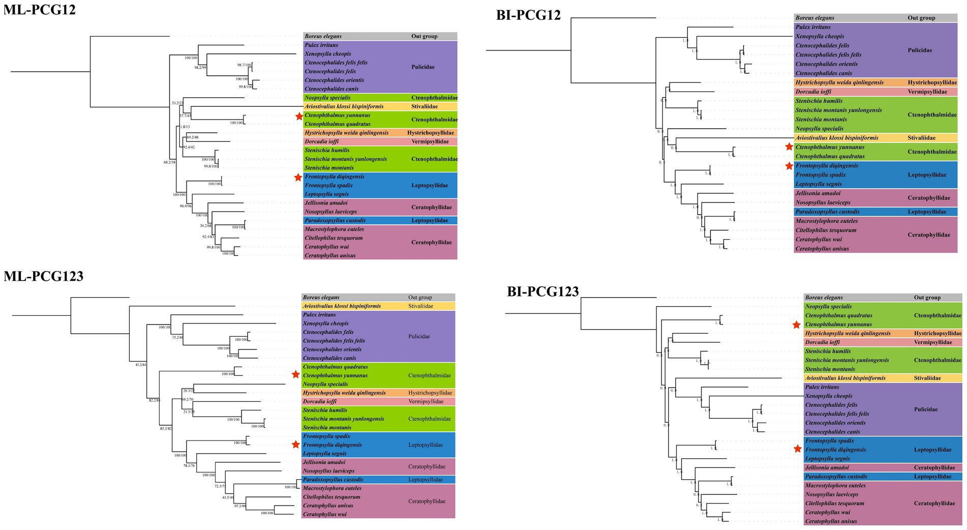 Phylogenetic trees comparing ML-PCG12, BI-PCG12, ML-PCG123, and BI-PCG123 analyses. Each tree groups species with a color-coded legend, indicating family relationships. Stars indicate the two focal flea species of this study. Different trees exhibit variations in branching patterns, demonstrating the evolutionary relationships among species across analyses.