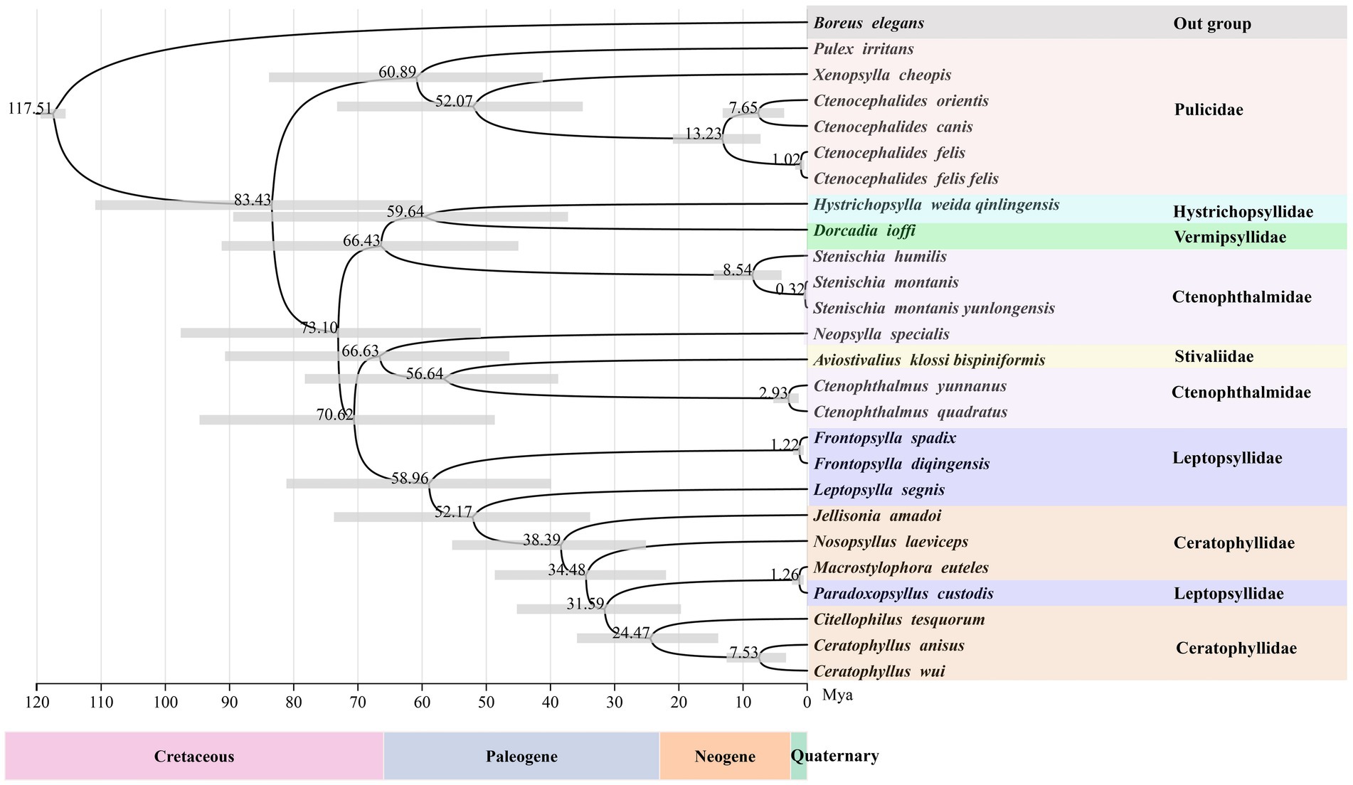 Phylogenetic tree diagram showing evolutionary relationships among various species, with nodes indicating divergence times in millions of years. Horizontal bars represent confidence intervals. Colored sections denote different taxonomic families: Pulicidae, Hystrichopsyllidae, Vermipsyllidae, Ctenophthalmidae, Stivaliidae, Leptopsyllidae, and Ceratophyllidae. The timeline spans the Cretaceous, Paleogene, Neogene, and Quaternary periods.