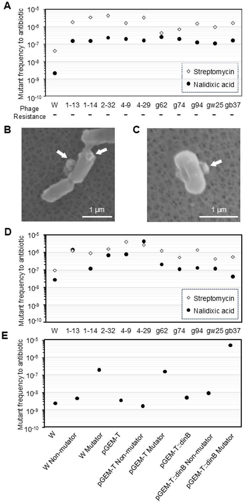 Panel A shows a scatter plot of mutant frequency to streptomycin and nalidixic acid across different phage-resistant strains, indicated as W, 1-13, 1-14, etc. Panel B displays an electron micrograph of bacteria with arrows pointing to phages attached to the cell surface. Panel C is a similar micrograph with fewer phages. Panel D replicates the mutant frequency plot with similar data for comparison. Panel E presents another scatter plot of mutant frequency to nalidixic acid for various genetic constructs including W, pGEM-T, and pGEM-T::dinB.