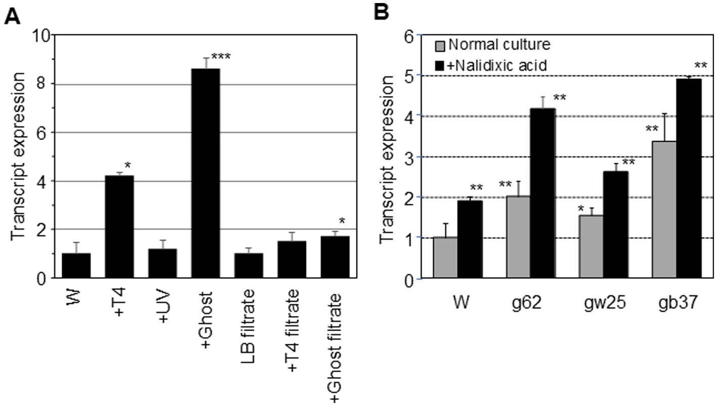 Bar charts A and B show transcript expression levels. Chart A compares treatments: W, +T4, +UV, +Ghost, LB filtrate, +T4 filtrate, +Ghost filtrate. +Ghost peaks at approximately 8. Chart B contrasts normal culture and +Nalidixic acid for W, g62, gw25, and gb37, with +Nalidixic acid showing higher expression. Statistical significance is noted with asterisks.