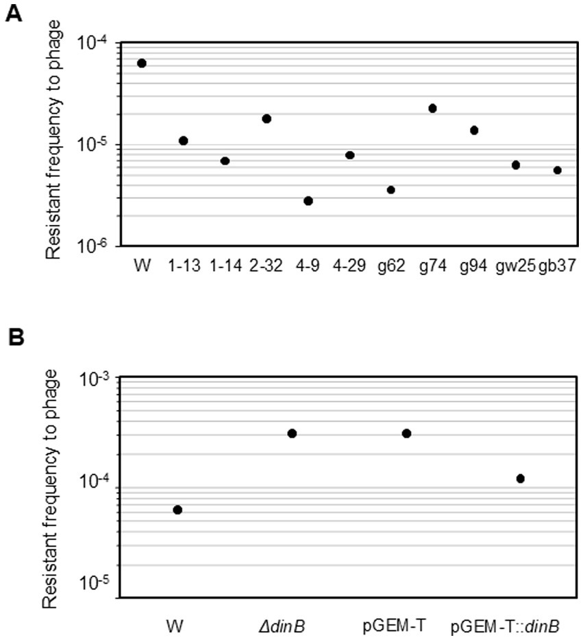Two graphs labeled A and B display resistant frequency to phage on a logarithmic scale. Graph A compares frequencies across different strains labeled W, 1-13, 1-14, 2-32, 4-9, 4-29, g62, g74, g94, gw25, gb37, ranging from 10^-6 to 10^-4. Graph B compares four groups labeled W, ΔdinB, pGEM-T, pGEM-T::dinB, with frequencies between 10^-5 and 10^-3.