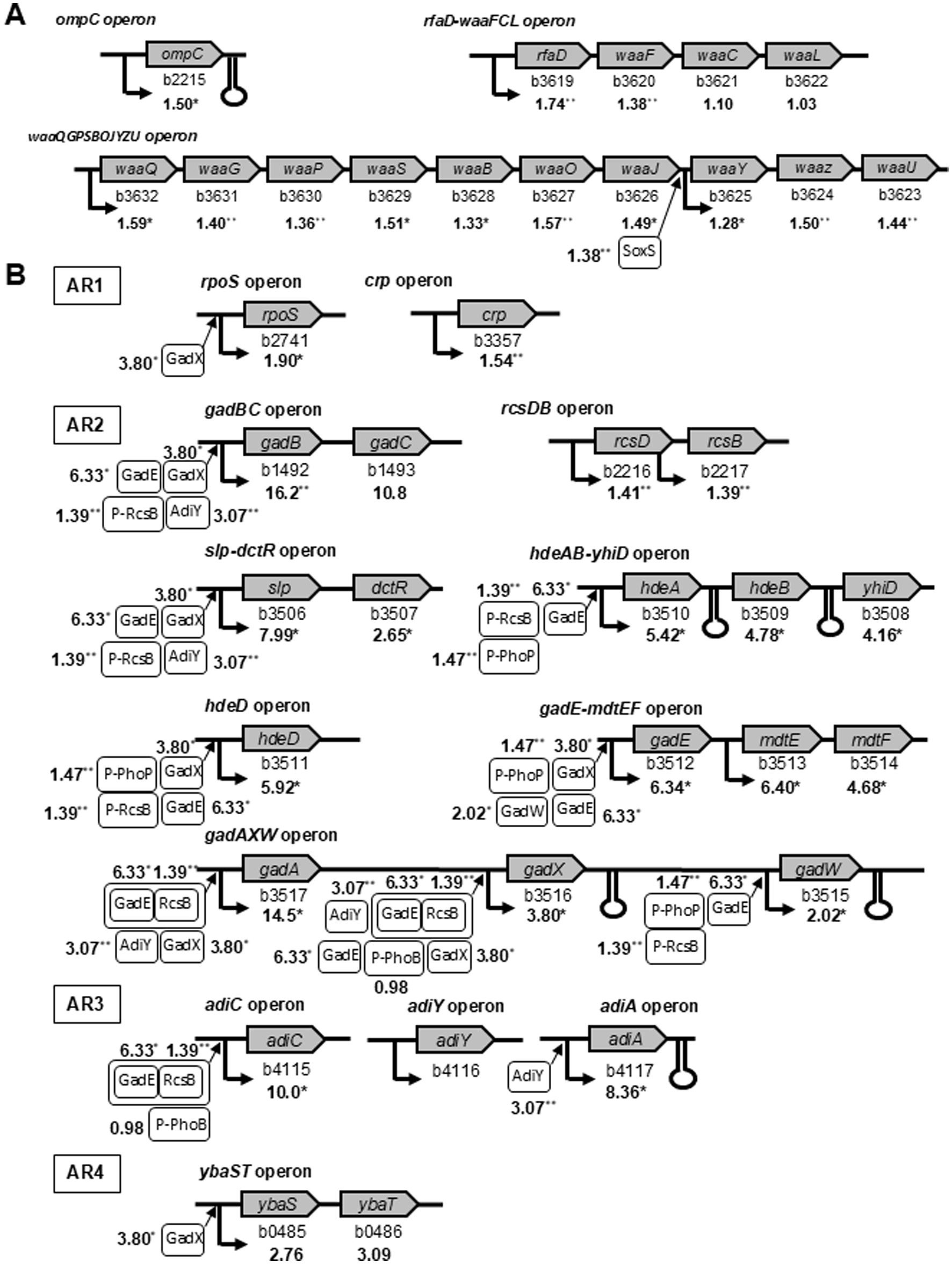 Diagram of gene operons in bacteria, divided into sections A and B. Section A includes diagrams of the ompC, rfaD-waaFCL, and waaQGPB80/YZU operons, each with genes labeled by their identifiers and modifiers indicated. Section B lists operons under headings AR1, AR2, AR3, and AR4 with associated gene segments and regulatory elements noted, such as rpoS, crp, gadBC, and adiC. Each operon diagram shows gene connectivity and regulatory pathways with numerical values beside some genes, potentially indicating expression levels or other metrics.