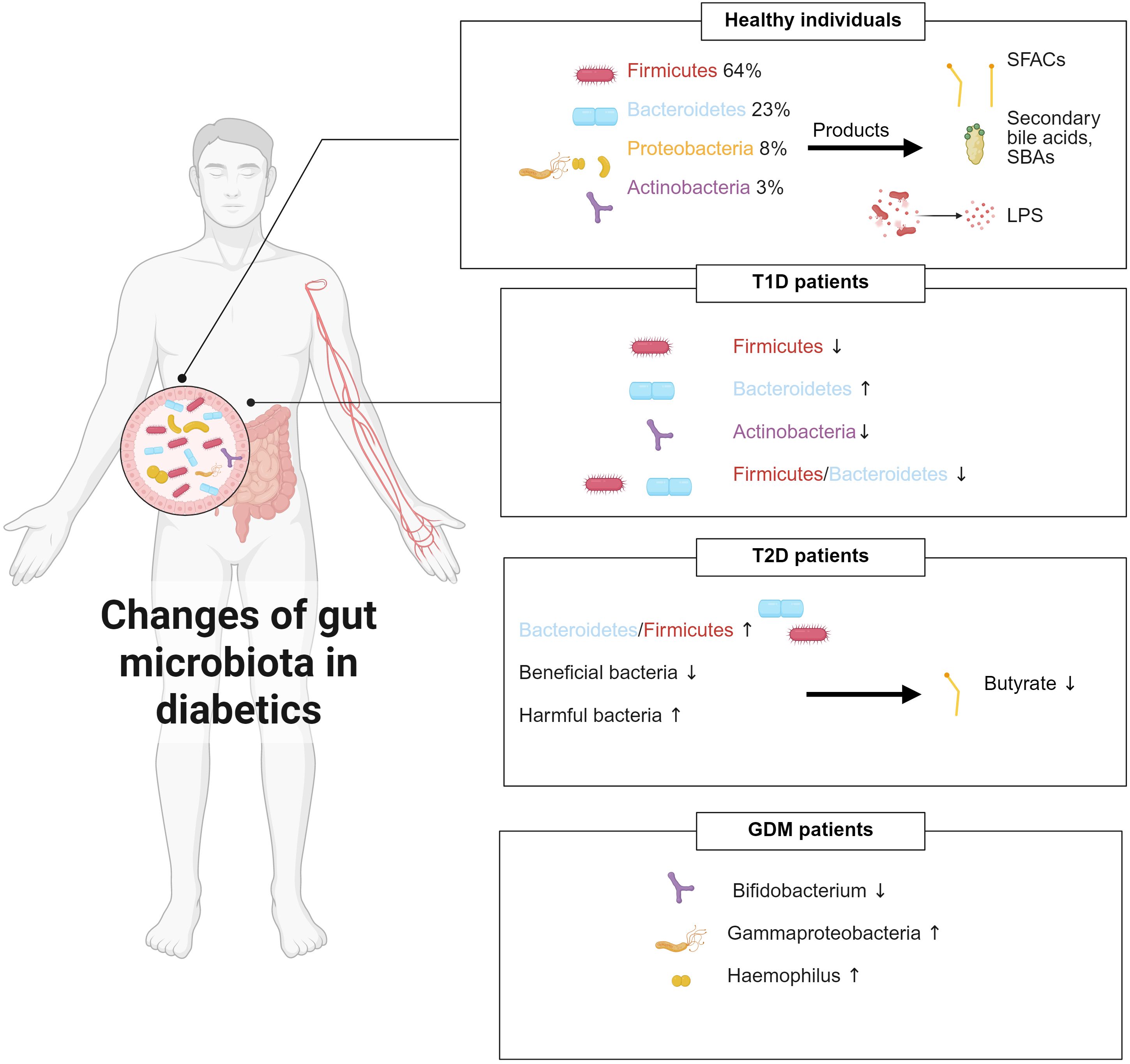 Illustration showing changes in gut microbiota across diabetic patients: Healthy individuals have 64% Firmicutes, 23% Bacteroidetes, 8% Proteobacteria, 3% Actinobacteria. T1D patients show increased Bacteroidetes, decreased Firmicutes/Bacteroidetes ratio. T2D patients have increased Firmicutes, decreased beneficial bacteria and butyrate, increased harmful bacteria. GDM patients show decreased Bifidobacterium, increased Gammaproteobacteria and Haemophilus.
