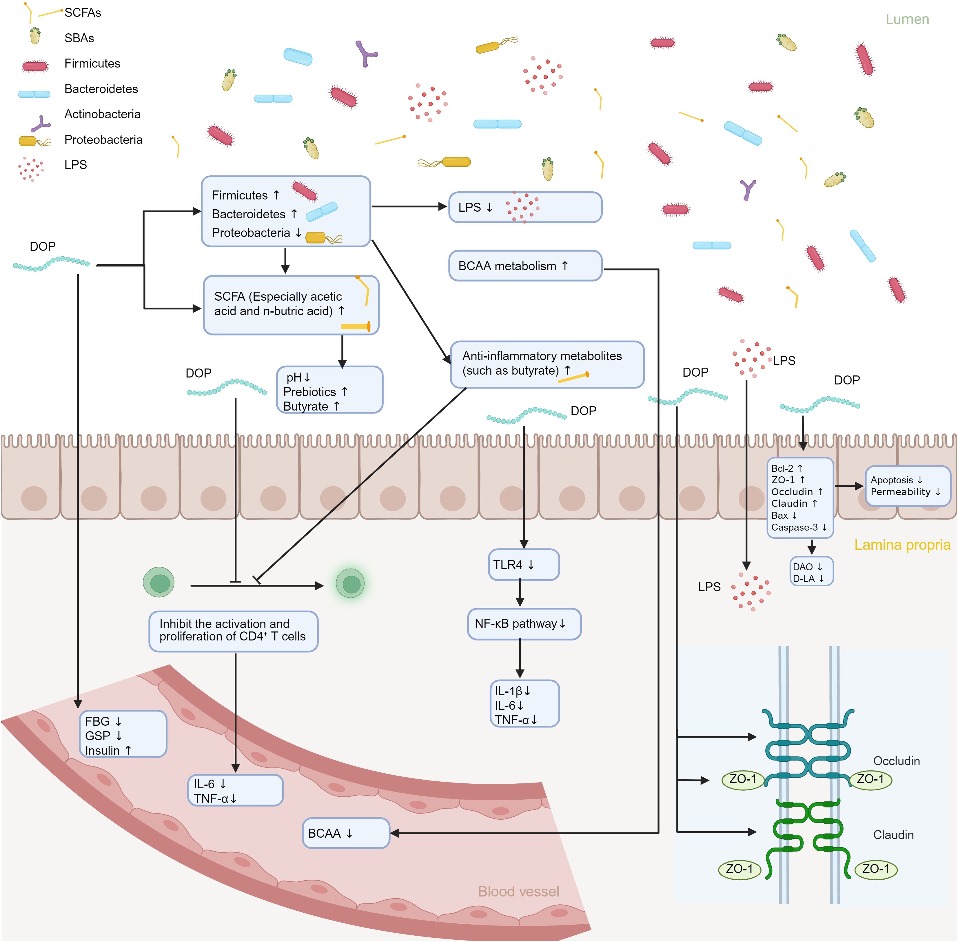 Diagram depicting intestinal microbiota interactions with the body. It shows the influence of various bacteria and metabolites, such as short chain fatty acids and branched-chain amino acids, on immune responses and metabolic processes. The flow illustrates the impact on CD4 T cells, inflammation, and cellular permeability, with arrows indicating the pathways affected, such as TLR4 and NF-kB pathways. Key components like Firmicutes, Bacteroidetes, and LPS are highlighted, along with their roles in decreasing inflammation and enhancing gut health.
