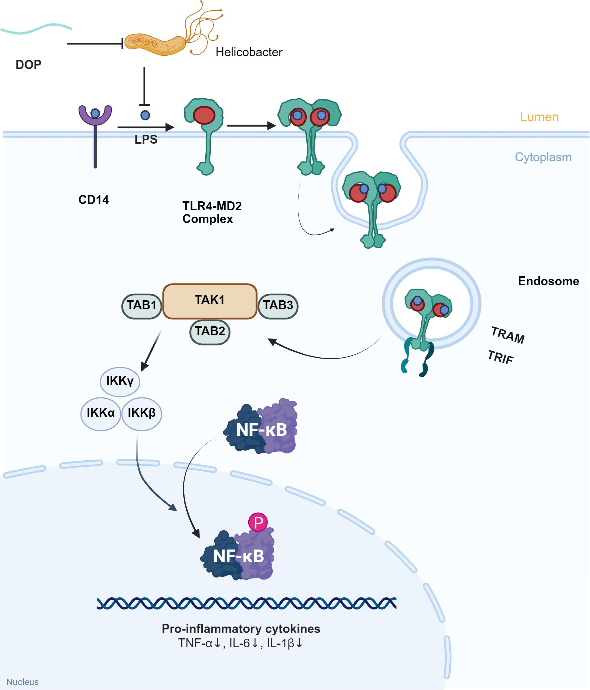 Illustration depicting the signaling pathway of Helicobacter through TLR4-MD2 complex initiating with lipopolysaccharides binding to CD14. This activates TAB1, TAB2, and TAB3, which influence TAK1, leading to IKK complex activation involving IKKα, IKKβ, and IKKγ. This results in NF-κB translocation into the nucleus to regulate pro-inflammatory cytokines: TNF-α, IL-6, and IL-1β, indicated by downward arrows.