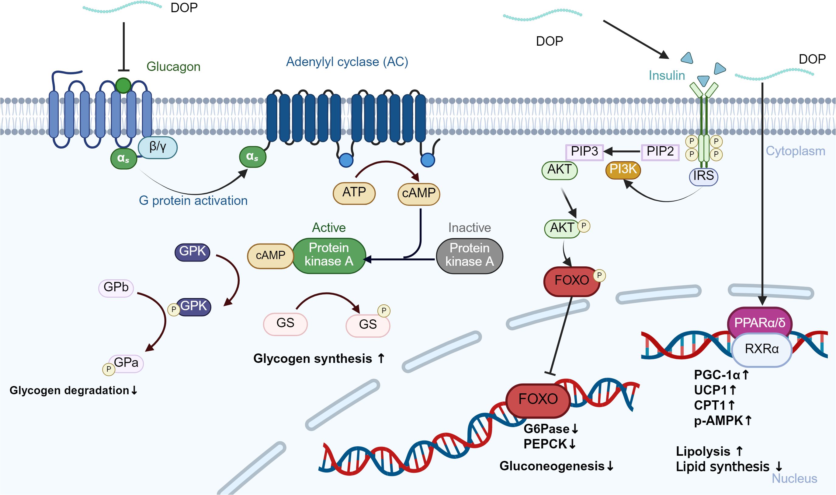 Diagram illustrating the signaling pathways of glucagon and insulin across cell membranes. It shows glucagon activating G protein, leading to cAMP production and glycogen degradation. Insulin activates PI3K and AKT, influencing glycogen synthesis, gluconeogenesis, and lipid metabolism through proteins like FOXO and PPARα/δ.
