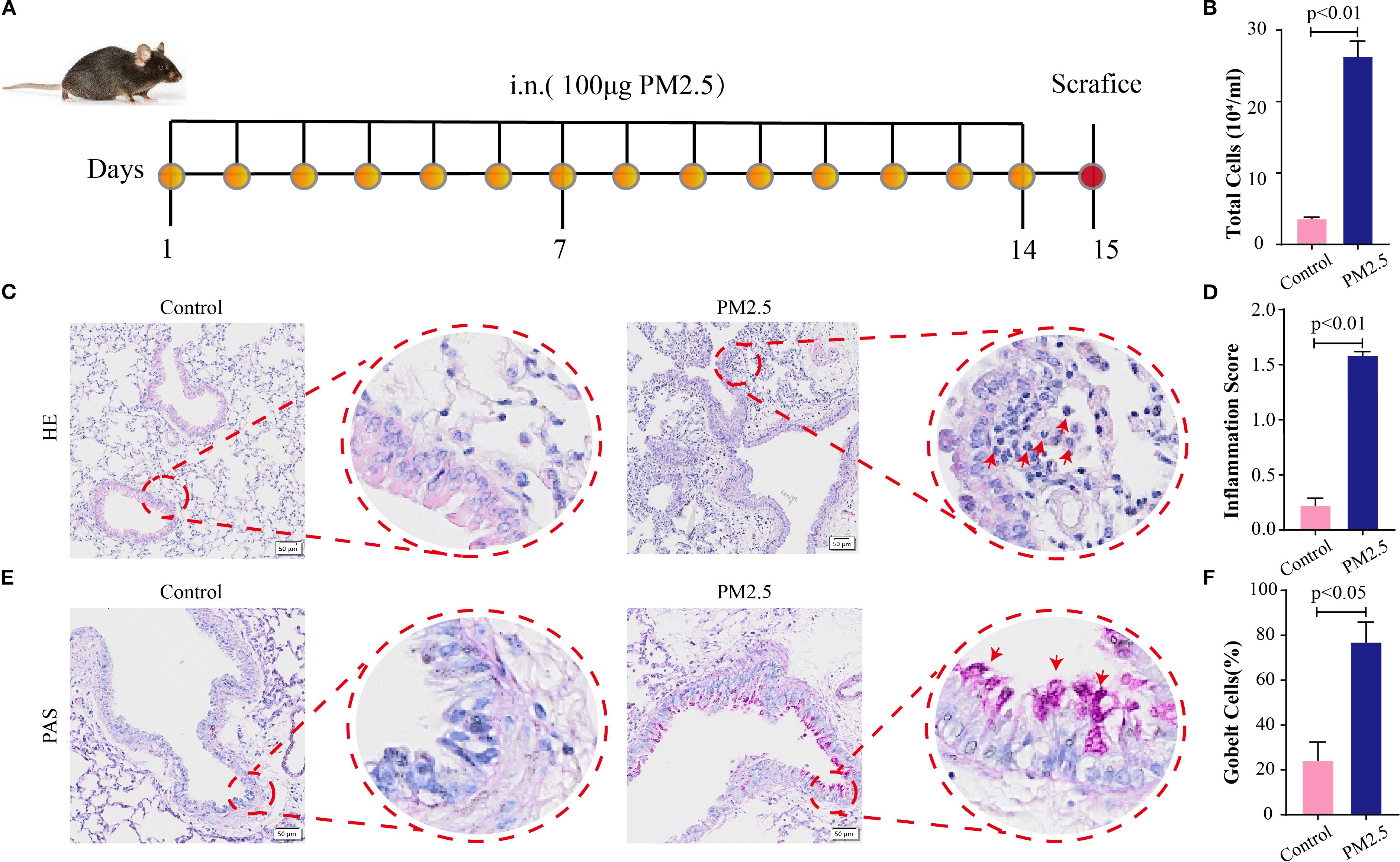 Diagram showing an experiment with mice exposed to particulate matter (PM2.5). Panel A depicts a timeline for PM2.5 exposure. Panel B is a bar graph showing increased total cell count in PM2.5-exposed mice. Panel C shows histological lung tissue images comparing control and PM2.5 exposure, highlighting inflammation. Panel D is a bar graph indicating a higher inflammation score in PM2.5-exposed mice. Panel E presents lung tissue stained for mucins, comparing control and PM2.5 exposure. Panel F is a bar graph illustrating a higher percentage of goblet cells in PM2.5-exposed mice.