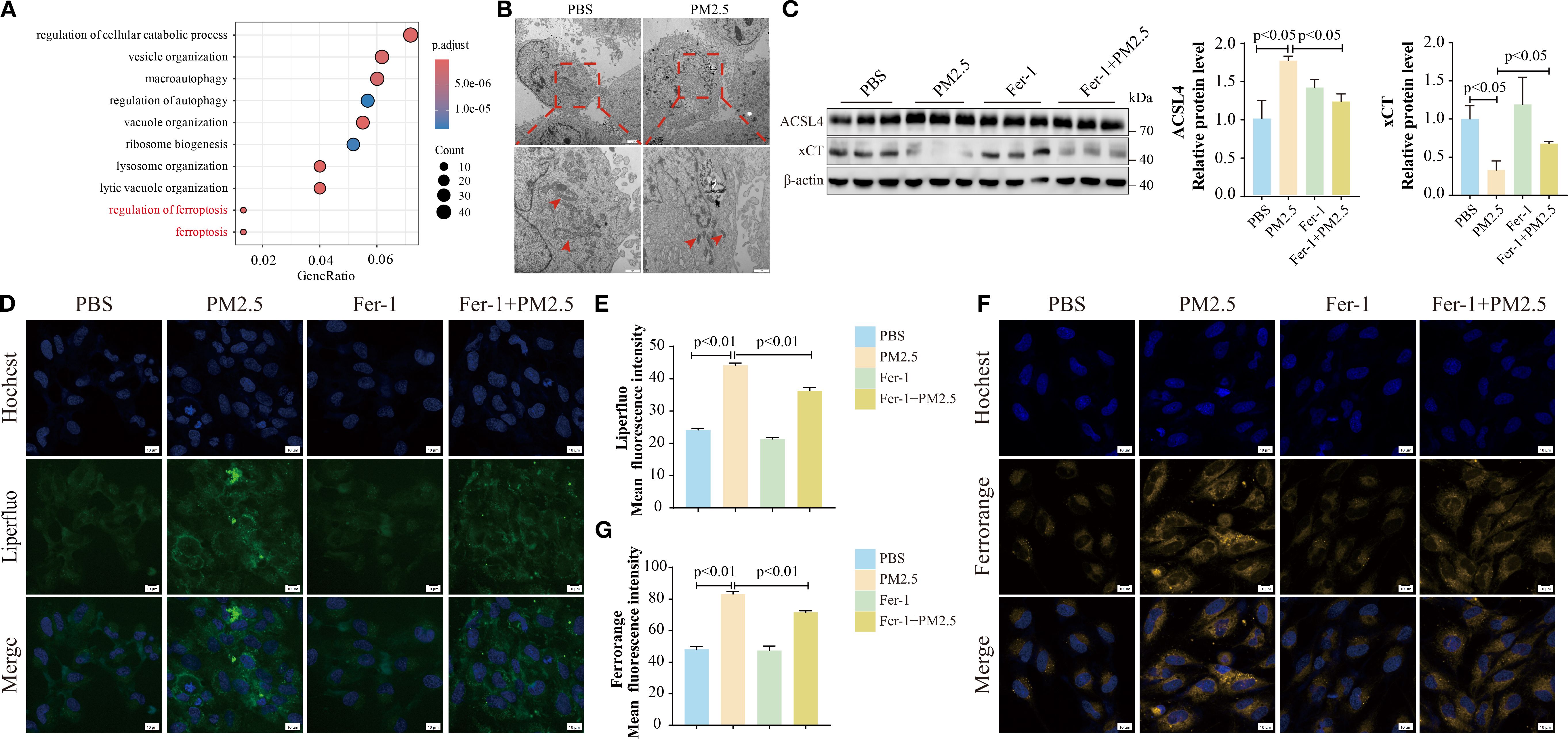 A multi-panel image showing results from a scientific study. Panel A depicts a dot plot analyzing gene regulation related to cellular processes, including ferroptosis. Panel B shows electron microscopy images comparing PBS and PM2.5 conditions. Panel C presents a Western blot analysis with protein levels under different treatments. Panels D and F display fluorescence microscopy images of cells with Hoechst, Liperfluo, and Ferrorange staining under various treatments: PBS, PM2.5, Fer-1, and Fer-1 plus PM2.5. Panels E and G present bar graphs of mean fluorescence intensity, showing statistical significance between groups.