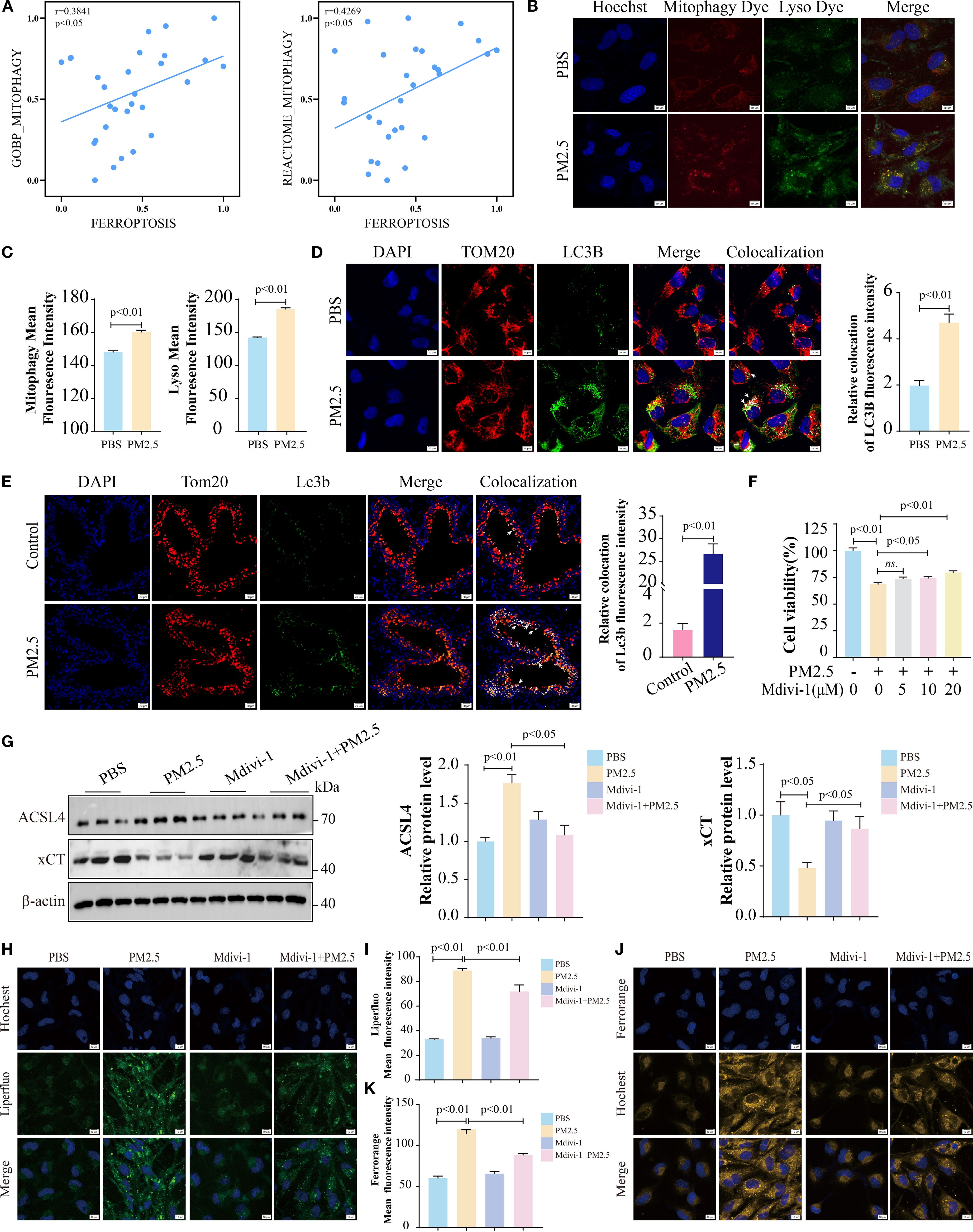 A multi-panel scientific figure presents various experimental results. Panel A shows scatter plots correlating autophagy markers with ferroptosis. Panel B displays fluorescent imaging contrasting mitophagy and lysosomal activity between PBS and PM2.5 treatments. Panel C contains bar graphs indicating fluorescence intensity changes. Panel D provides imaging of DAPI, TOM20, and LC3B staining, highlighting the colocalization changes under different conditions. Panel E shows similar imaging and quantification in another context. Panel F features a bar graph on cell viability across different treatments. Panel G shows western blot results and associated protein expression graphs. Panels H-J present additional fluorescence images and related bar graphs demonstrating experimental findings.