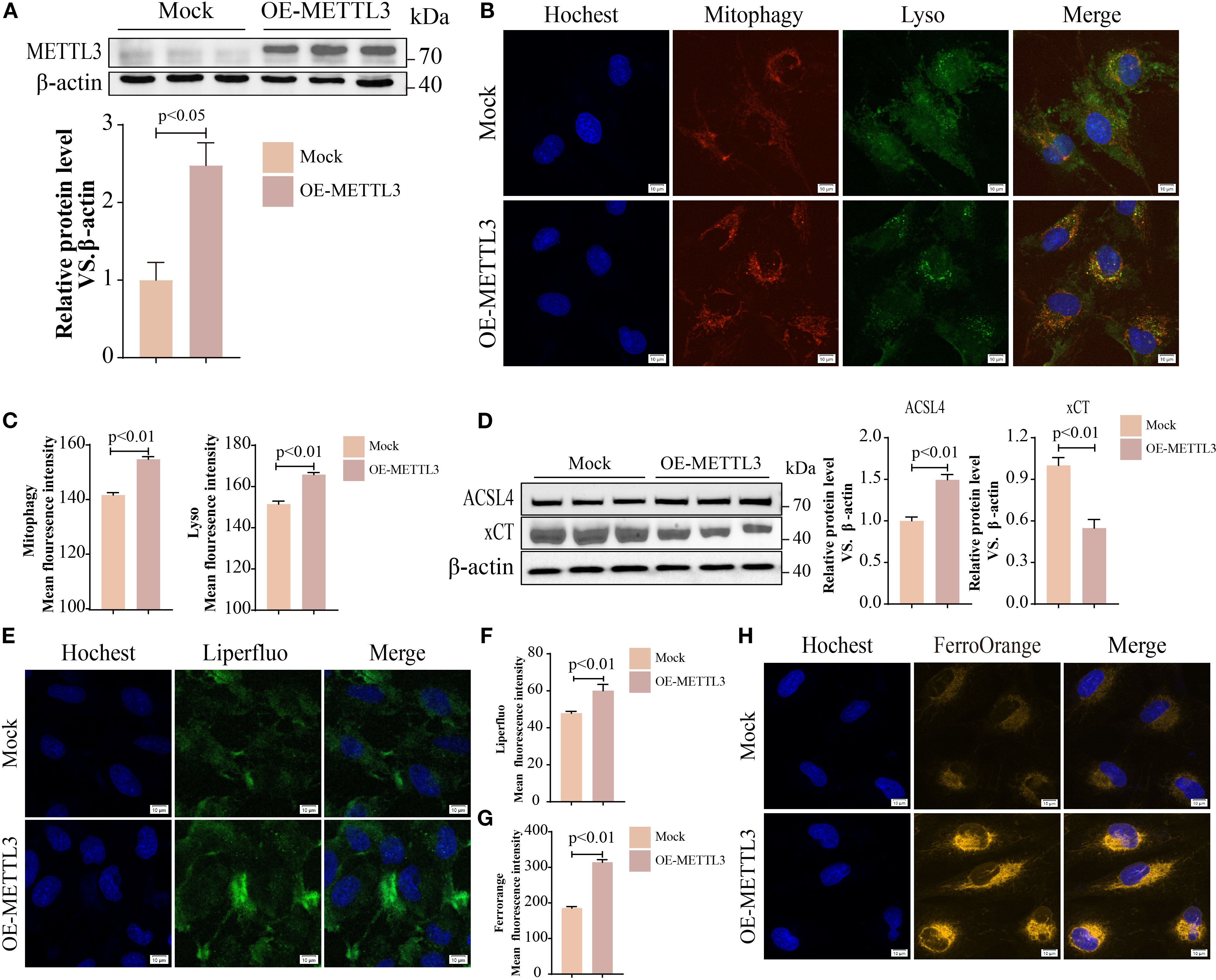 Panel A shows a Western blot and bar graph comparing METTL3 protein levels between Mock and OE-METTL3 samples. Panel B displays fluorescent images of cells stained for nuclei (Hoechst), mitophagy, lysosome, and merged images. Panel C presents bar graphs of mean fluorescence intensity for mitophagy and lysosome. Panel D includes Western blot and bar graphs for ACSL4, xCT, and β-actin in Mock and OE-METTL3 samples. Panel E features fluorescent images stained with Hoechst, Liperfluo, and merged views. Panel F shows a bar graph of Liperfluo fluorescence intensity. Panel G presents a bar graph of FerroOrange fluorescence intensity. Panel H includes fluorescent images stained with Hoechst, FerroOrange, and merged views.